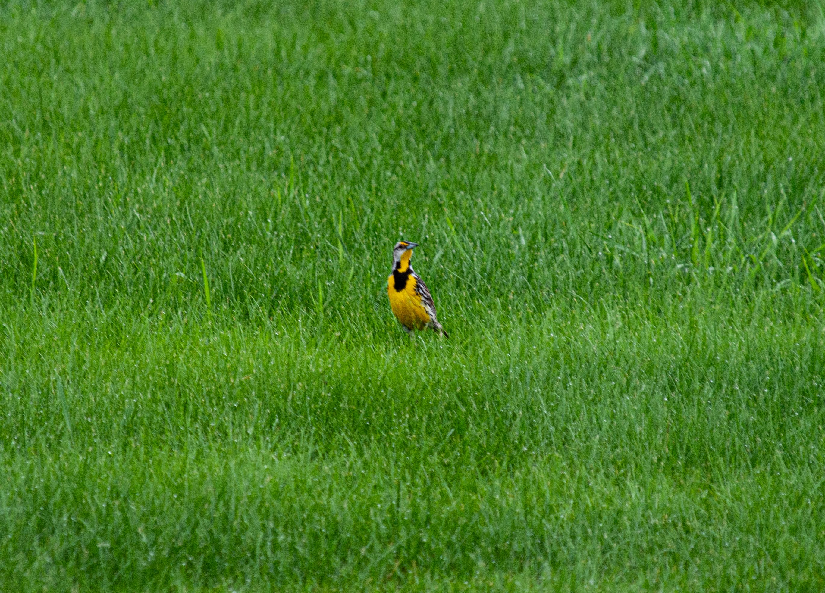 P1013779 copy.jpg