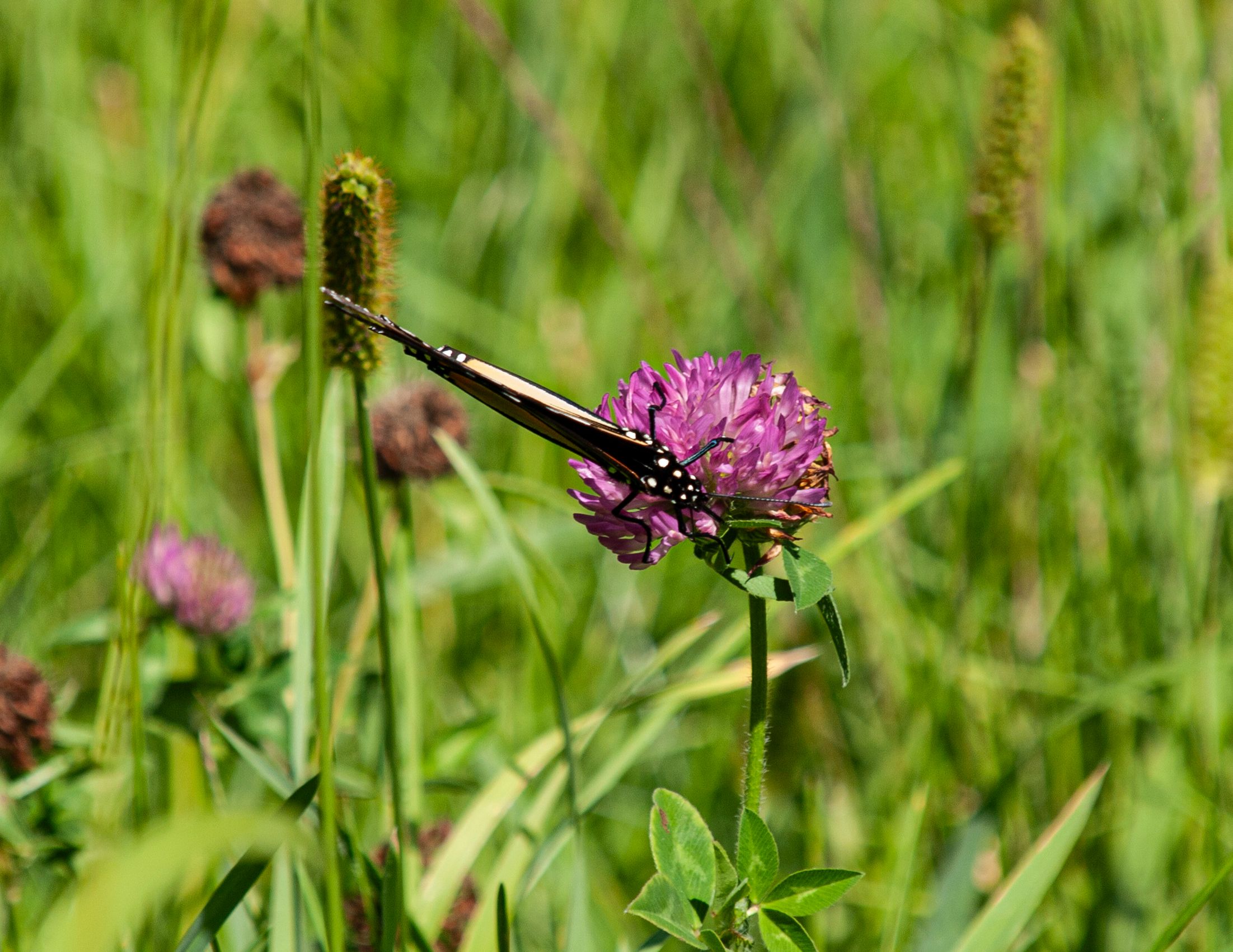 P1013935 copy.jpg
