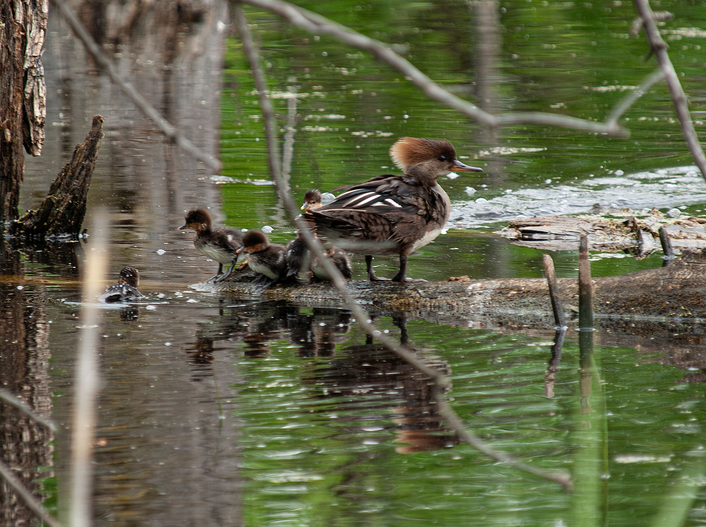 P1013372-Enhanced-NR.jpg