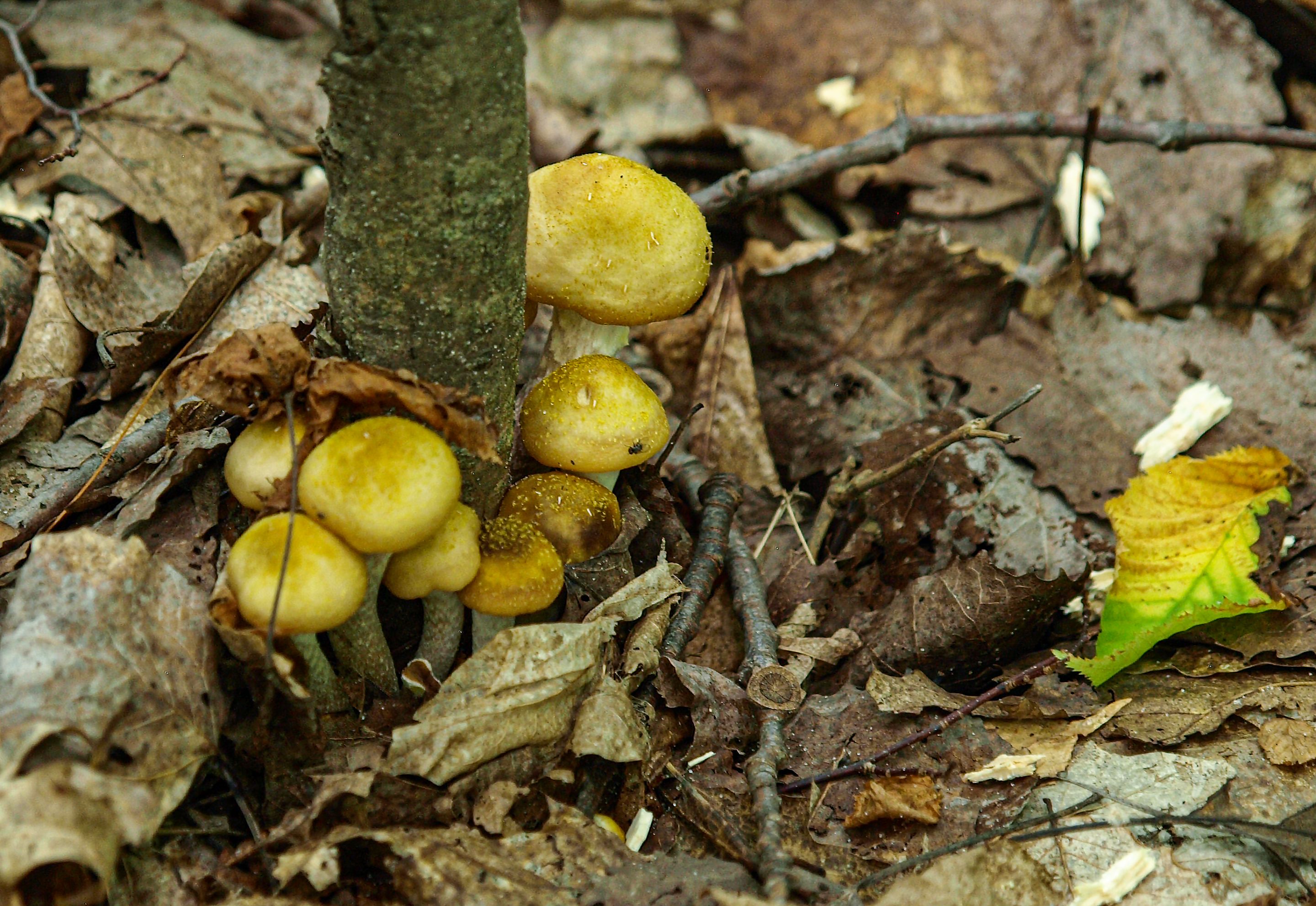 P9167757 copy.jpg