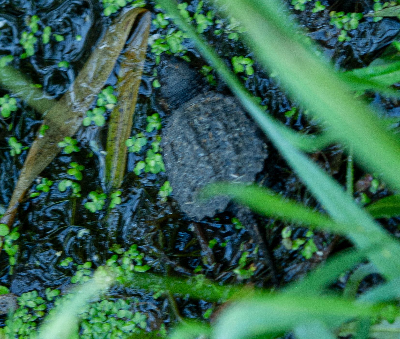 P1013913 copy.jpg