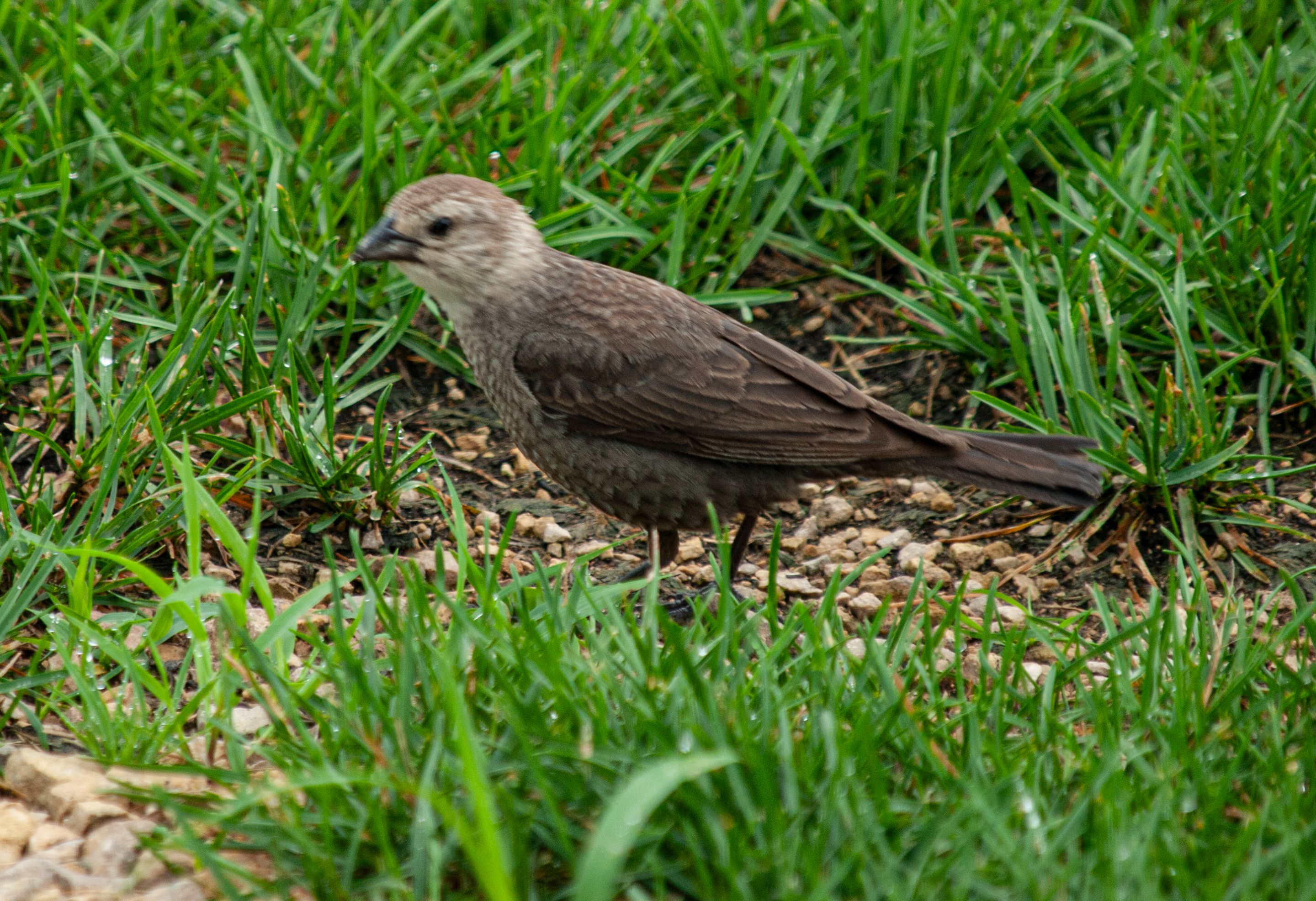 P1013787 copy.jpg