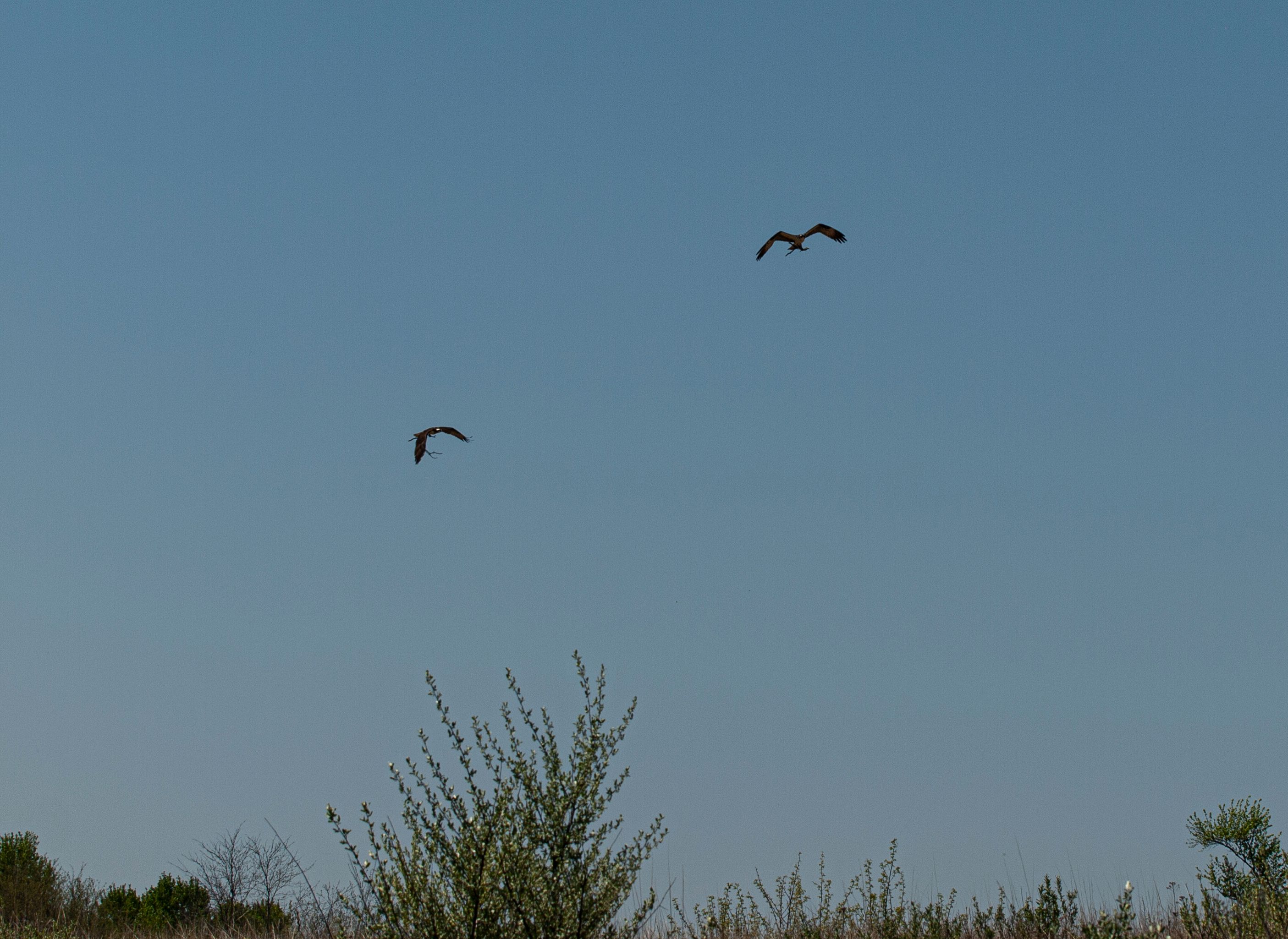 P1013314 copy.jpg