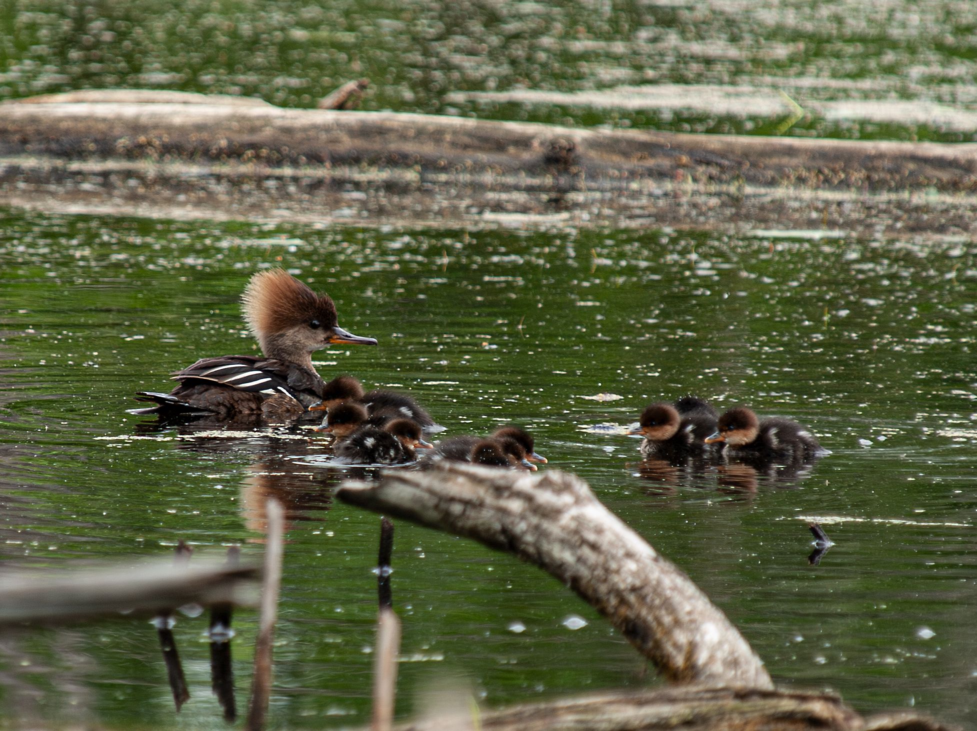 P1013392-Enhanced-NR.jpg
