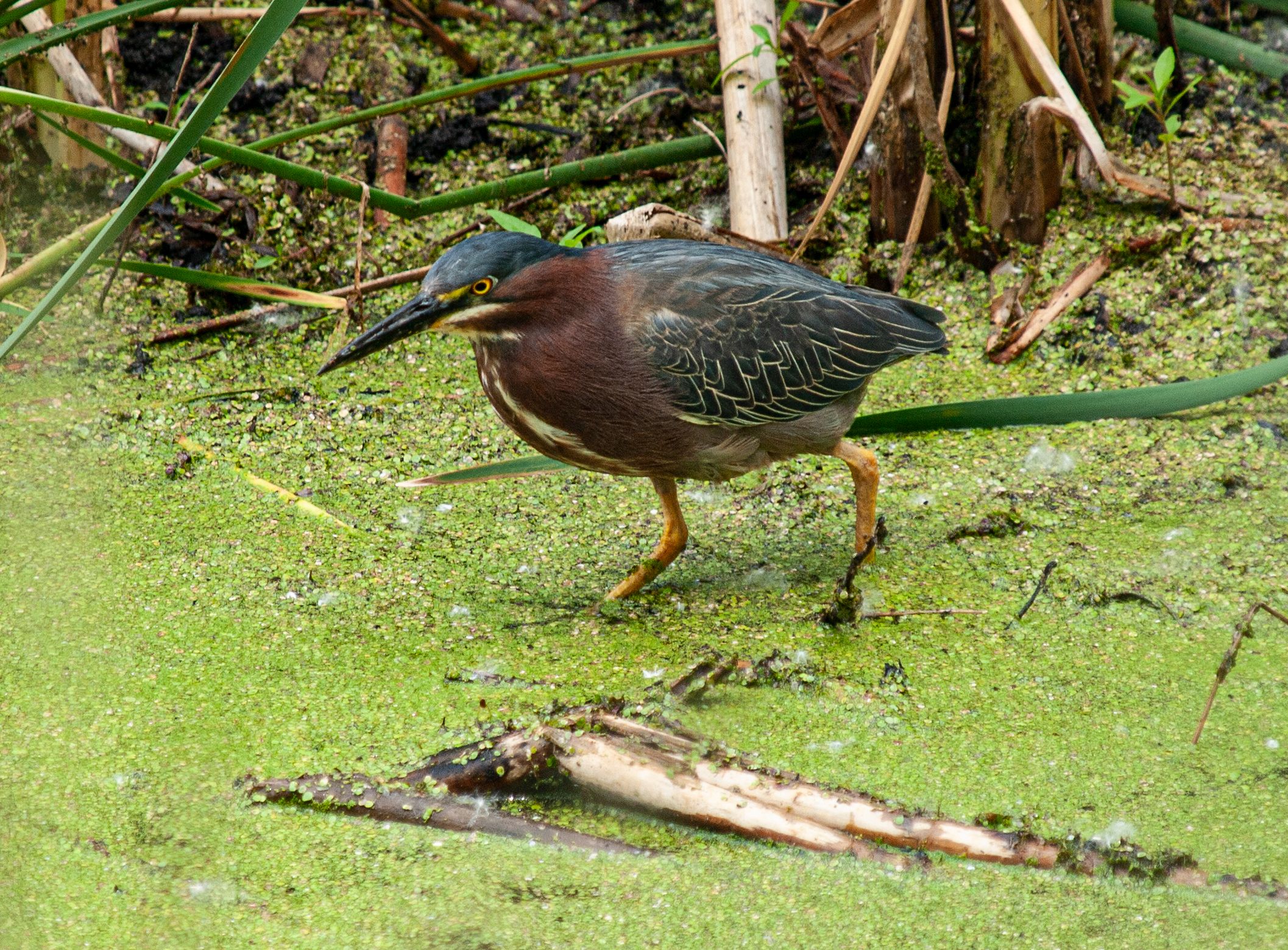 P1013578 copy.jpg