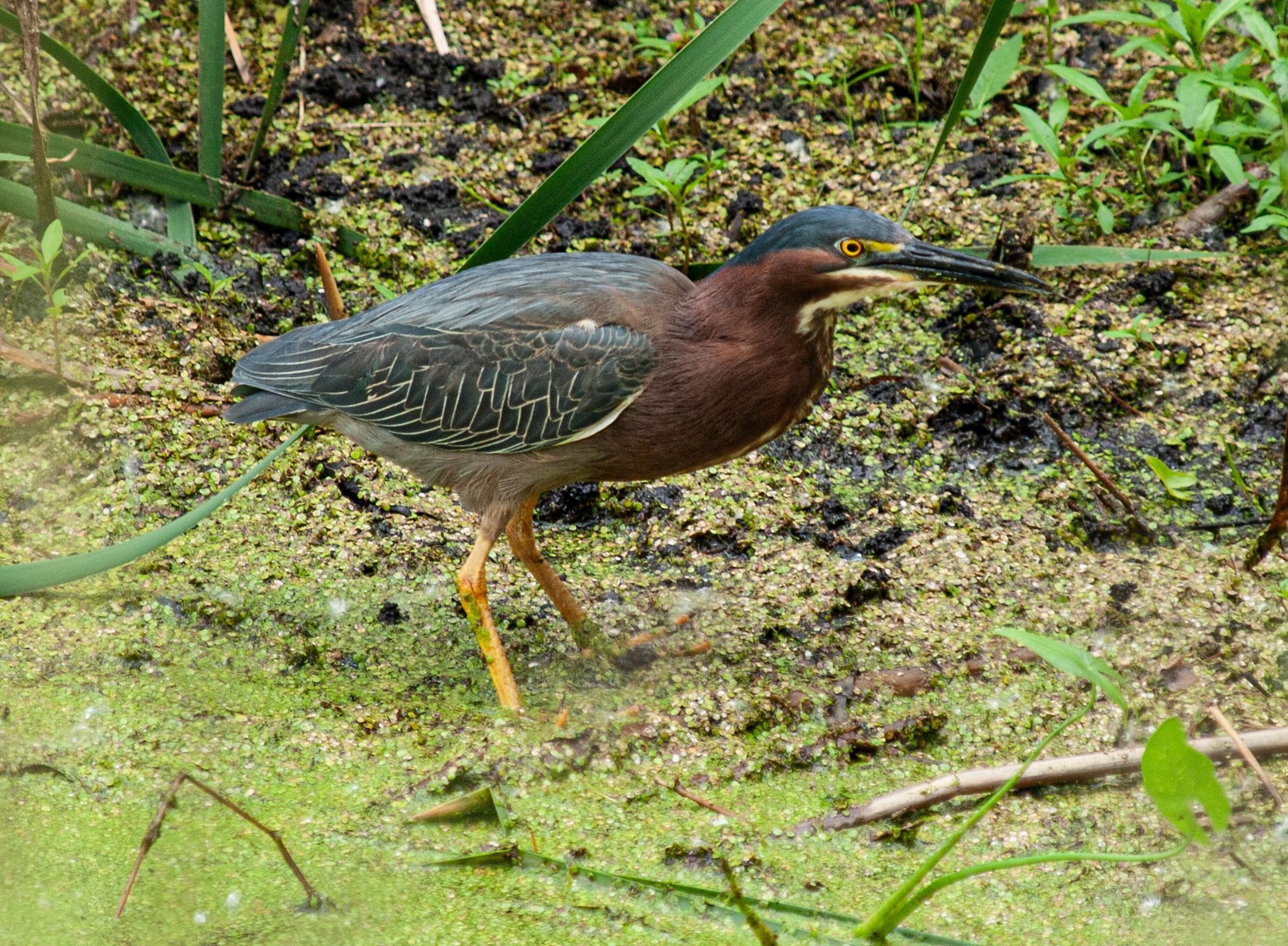 P1013573 copy.jpg