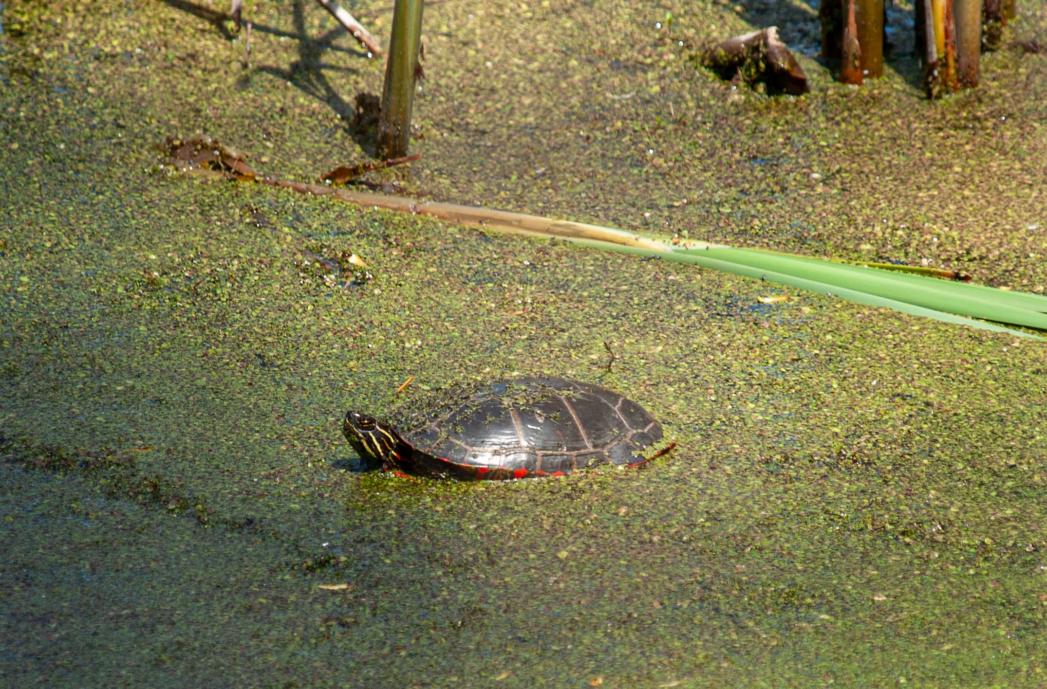 P1013353 copy.jpg