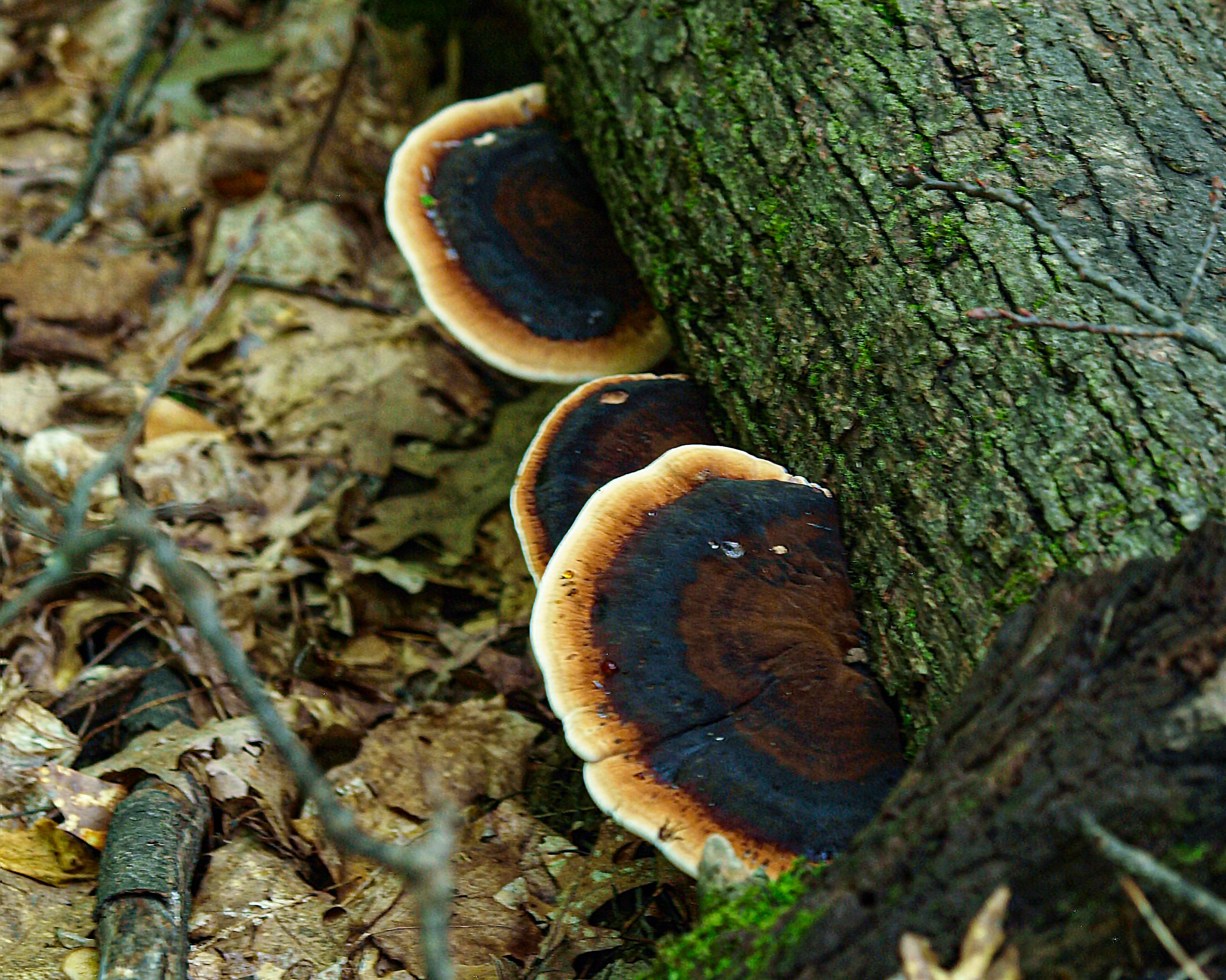 P9167760 copy.jpg
