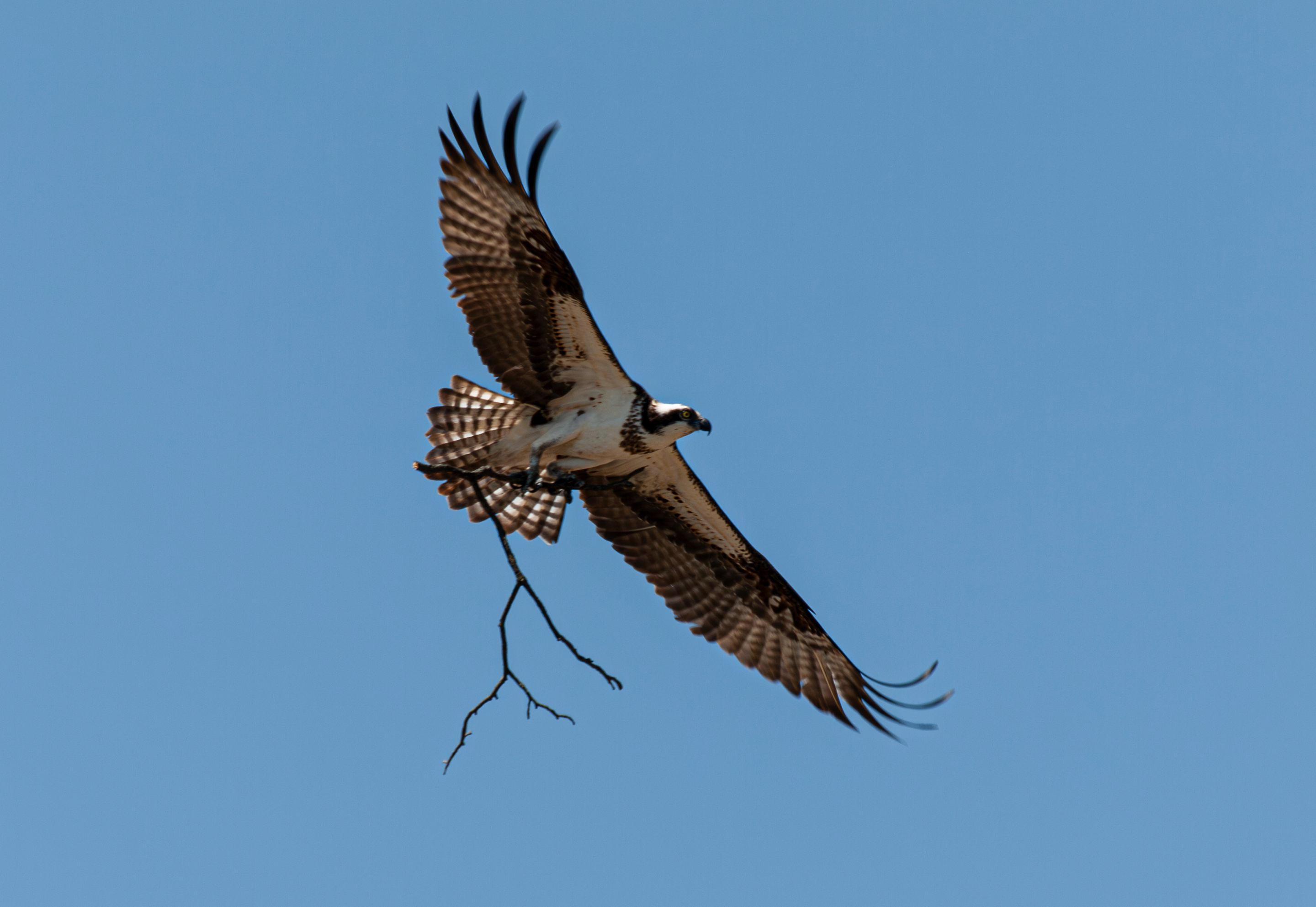 P1013329-Enhanced-NR copy.jpg