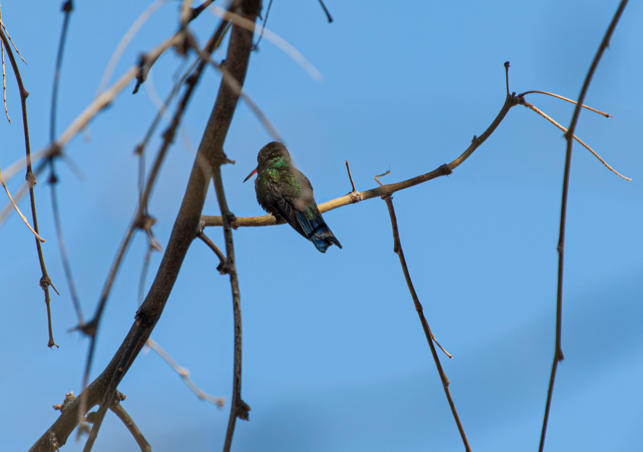 P1012983-Enhanced-NR copy.jpg