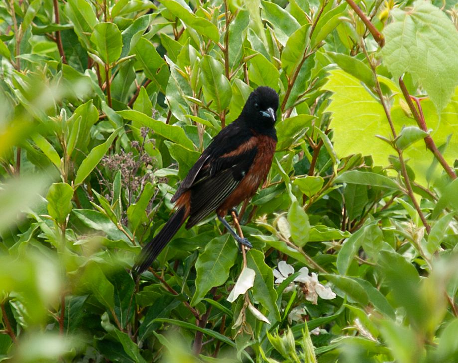 P1013558-Enhanced-NR copy.jpg