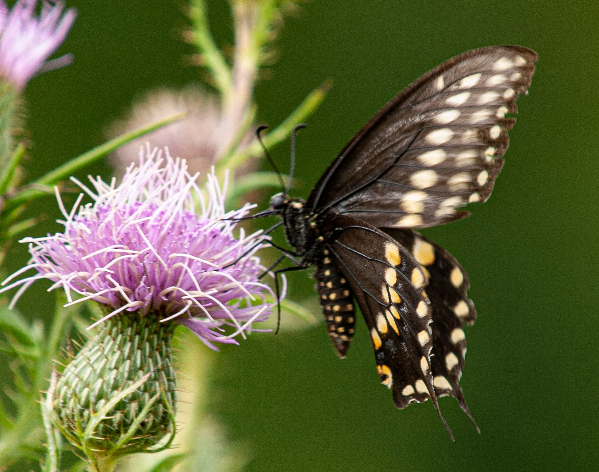 P1013900 copy.jpg