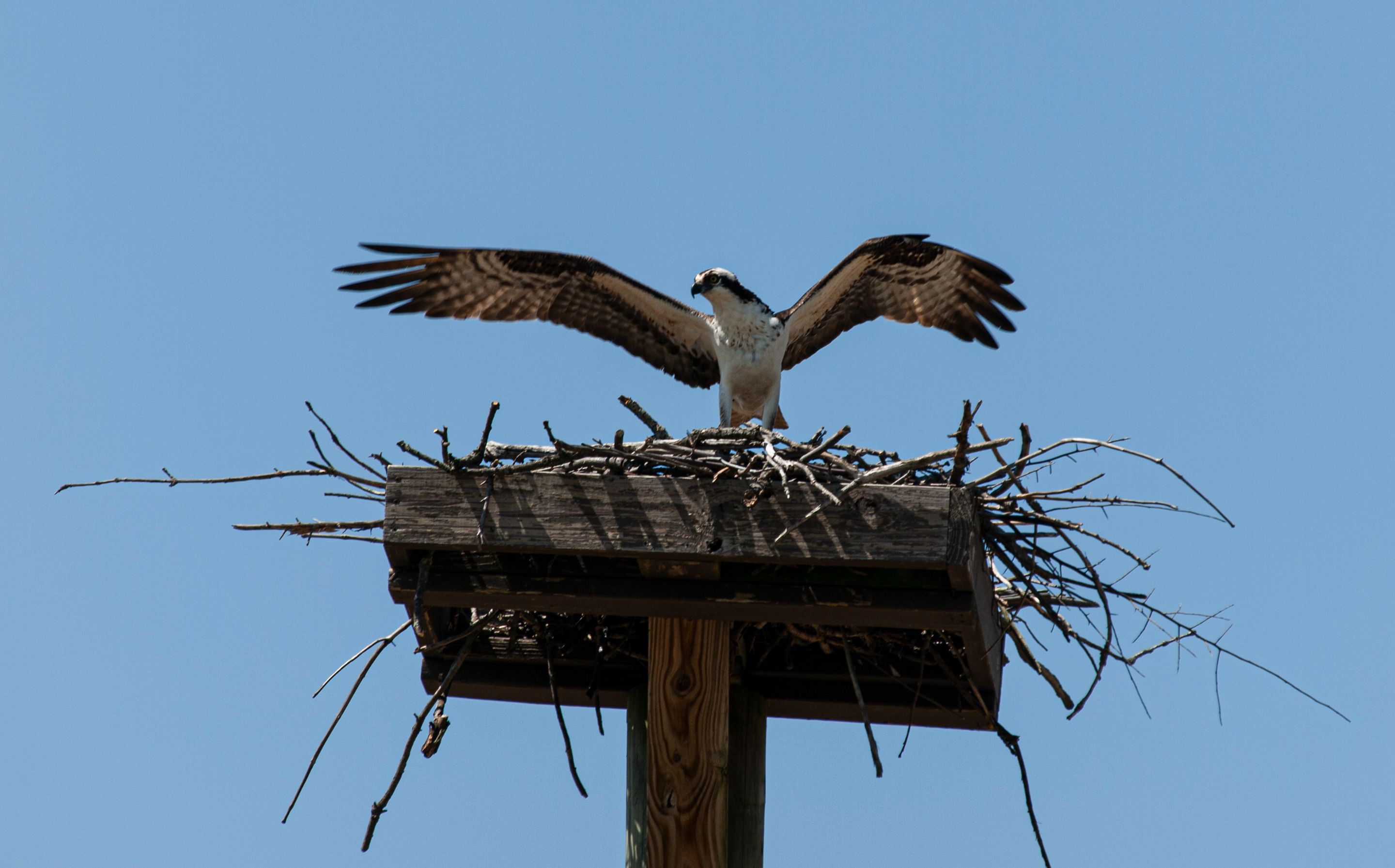 P1013320 copy.jpg