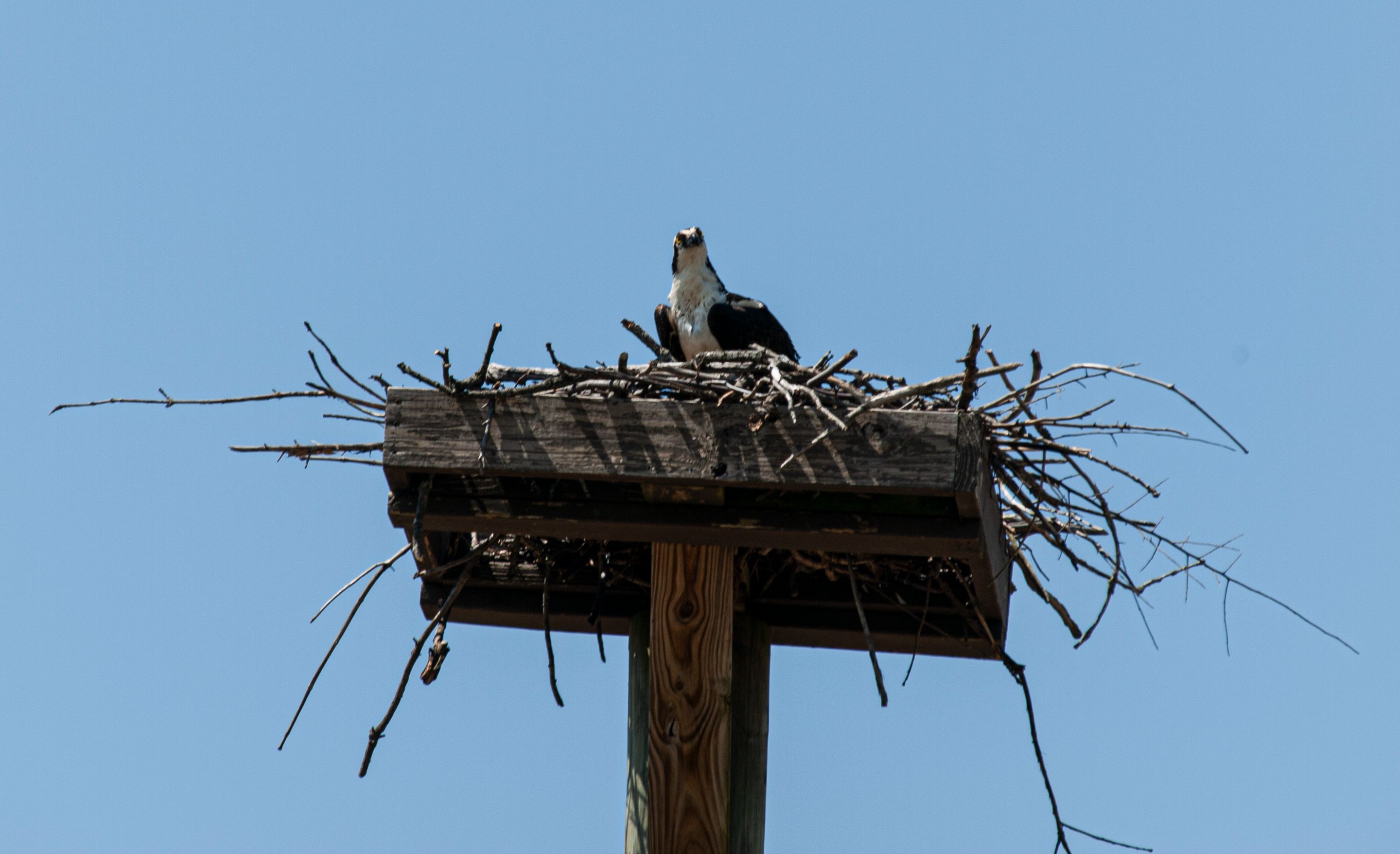 P1013321 copy.jpg