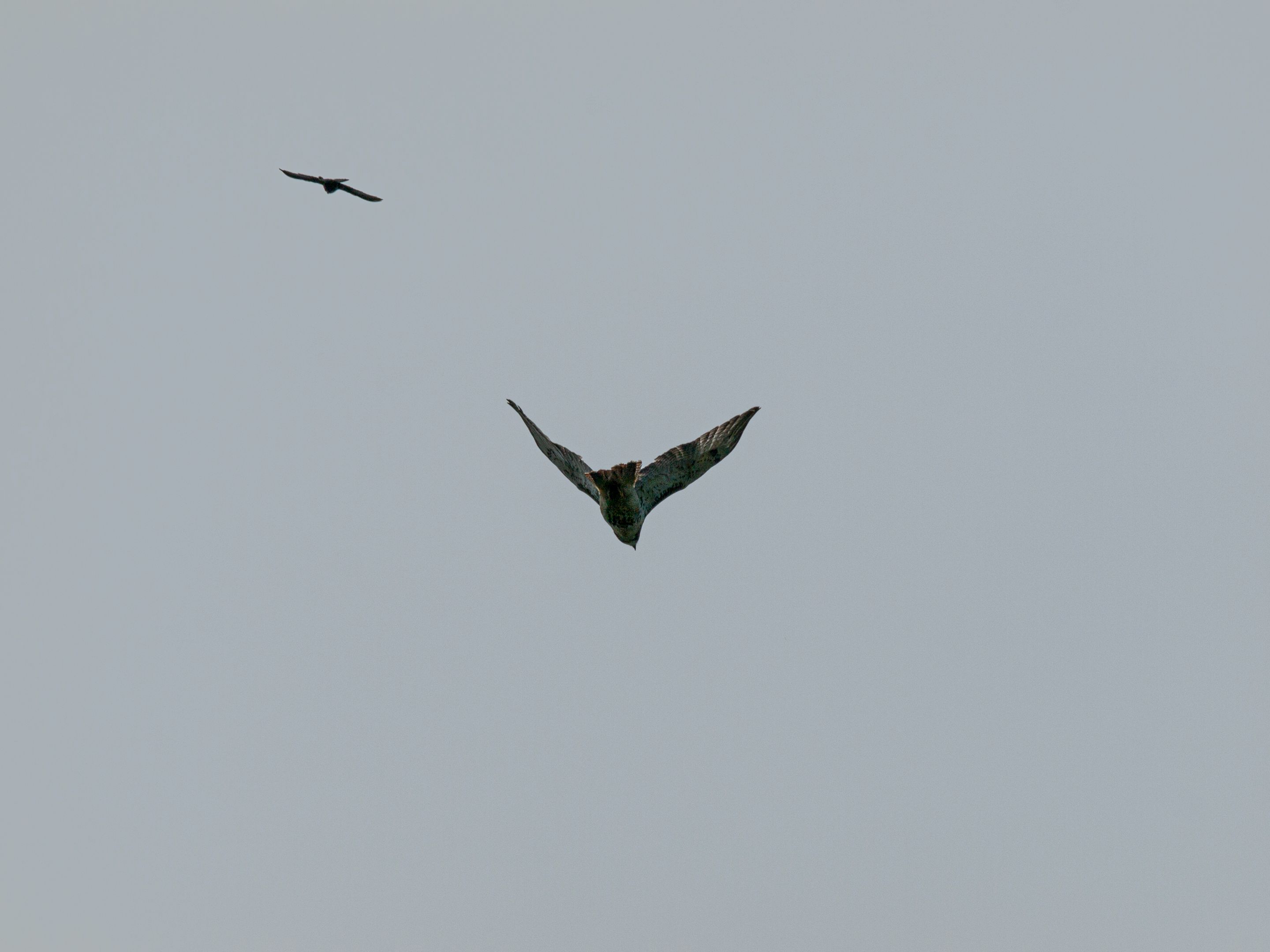 P1013670 copy.jpg