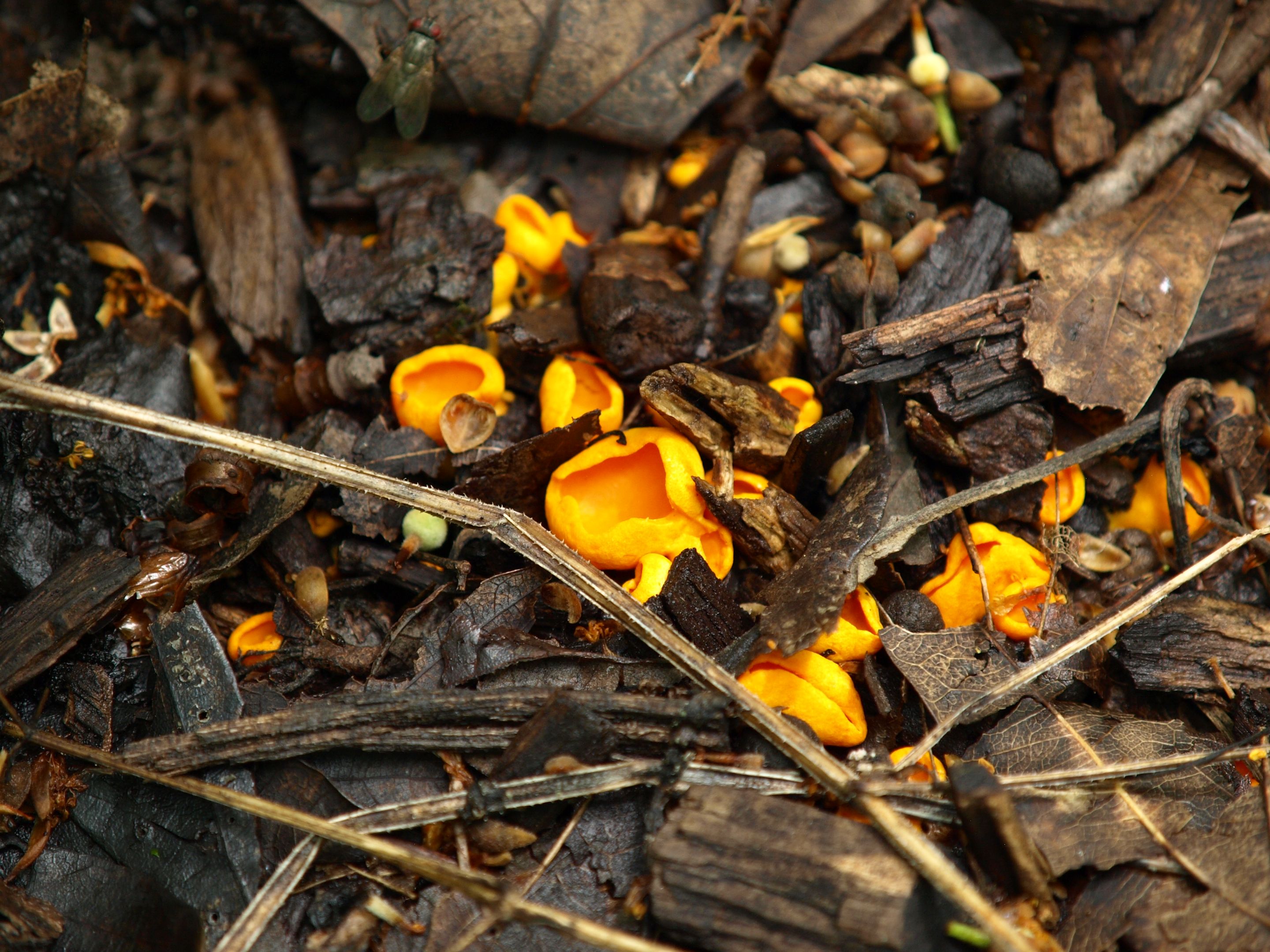 P1013819.JPG