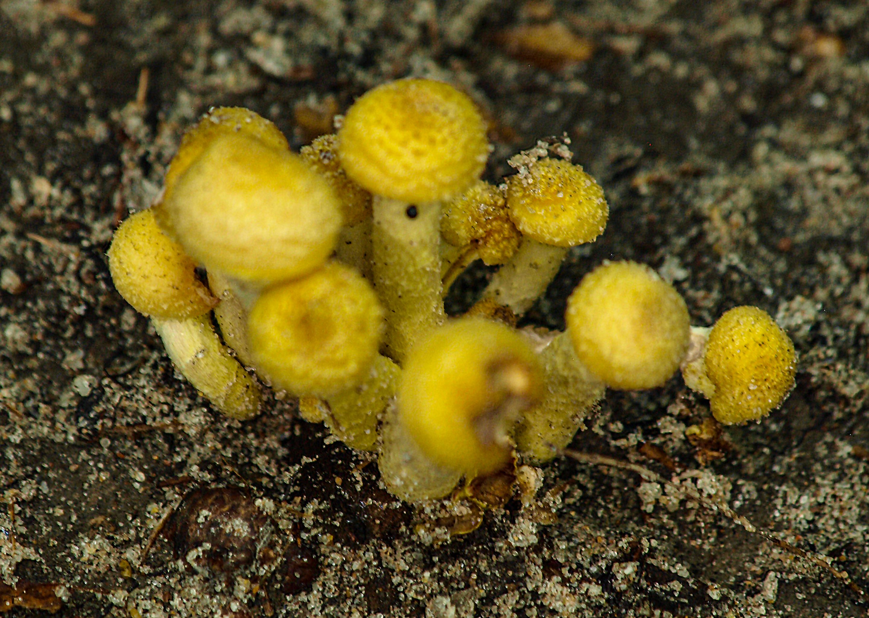 P9167758 copy.jpg