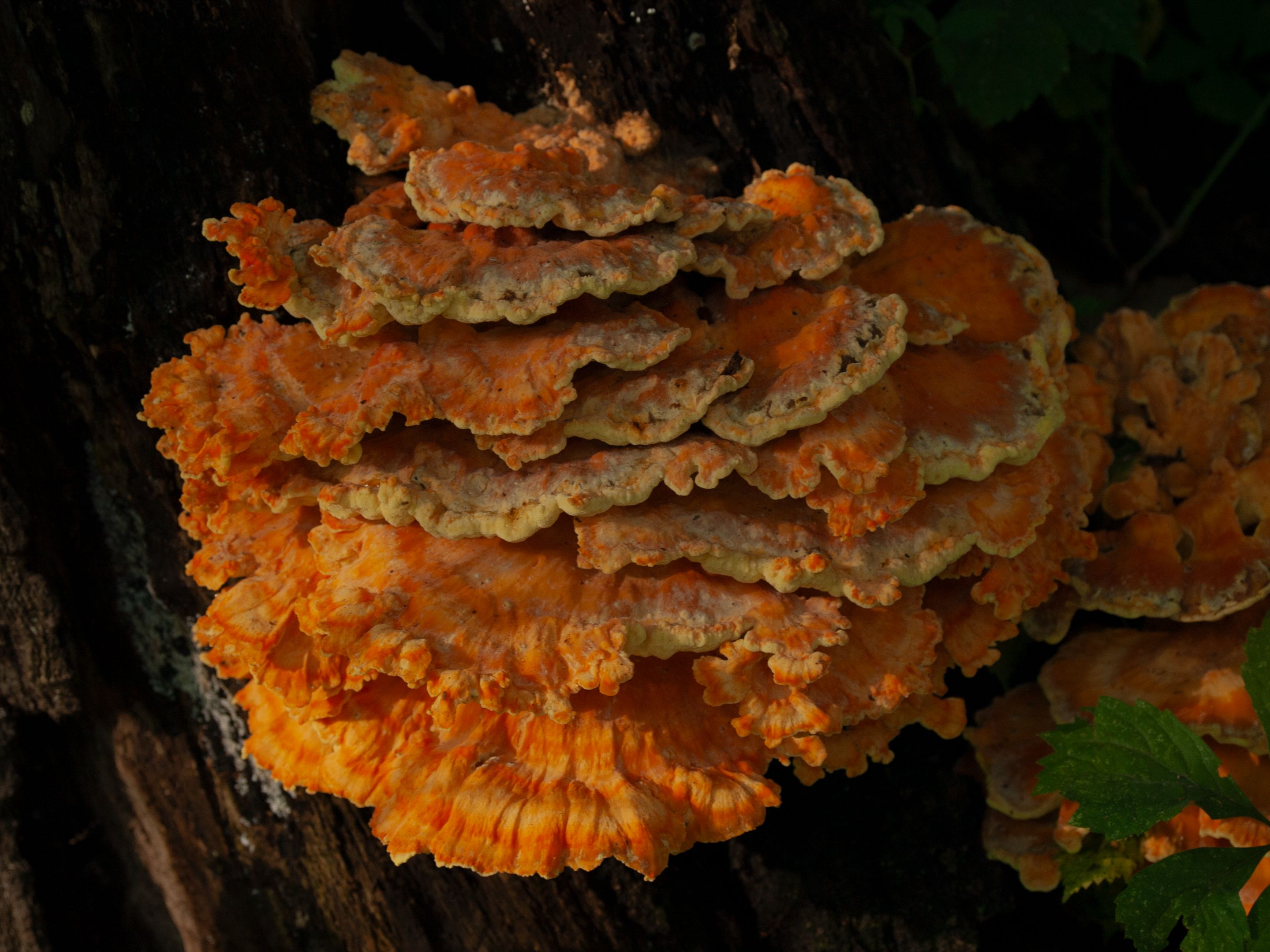 P1010215 copy.jpg