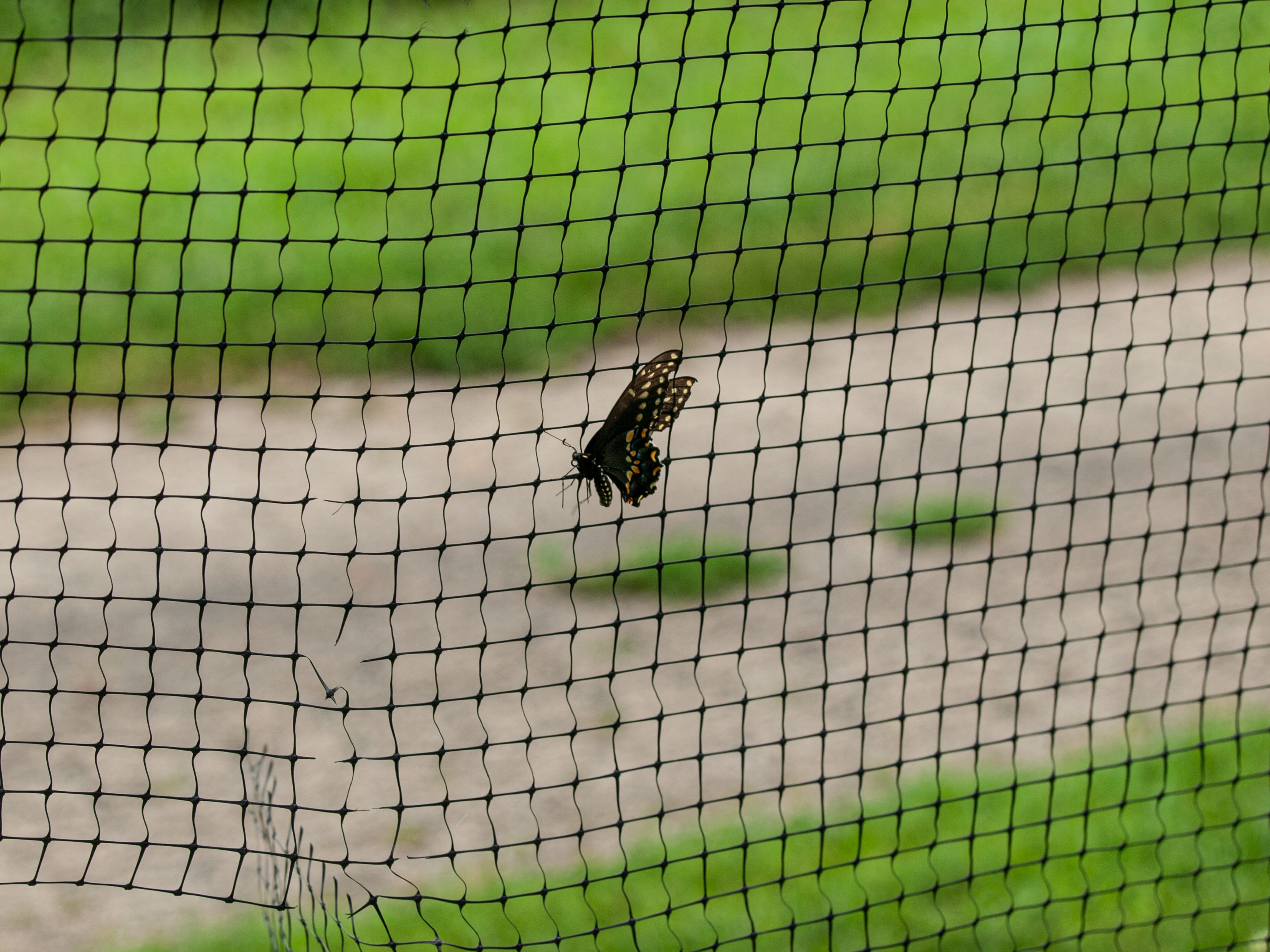 P1013855 copy.jpg