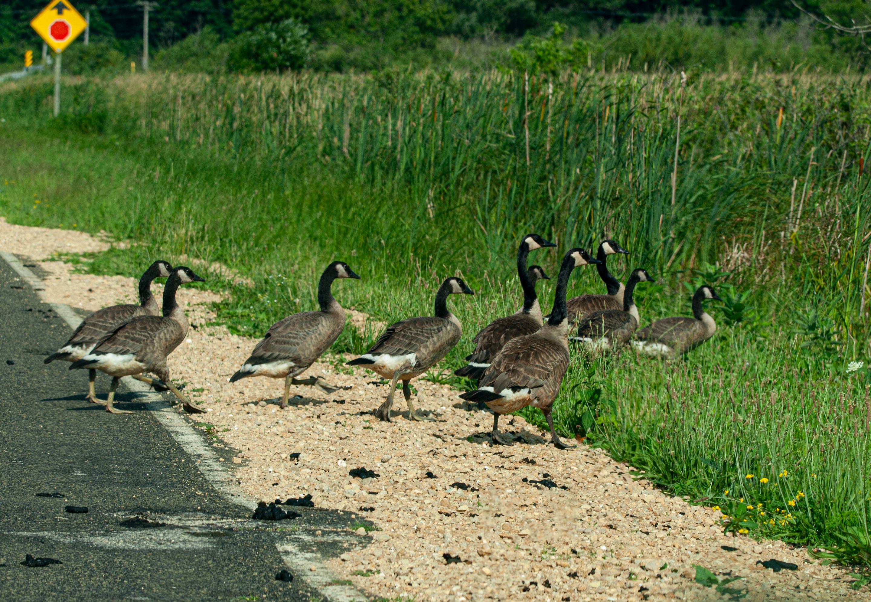 P1013751 copy.jpg