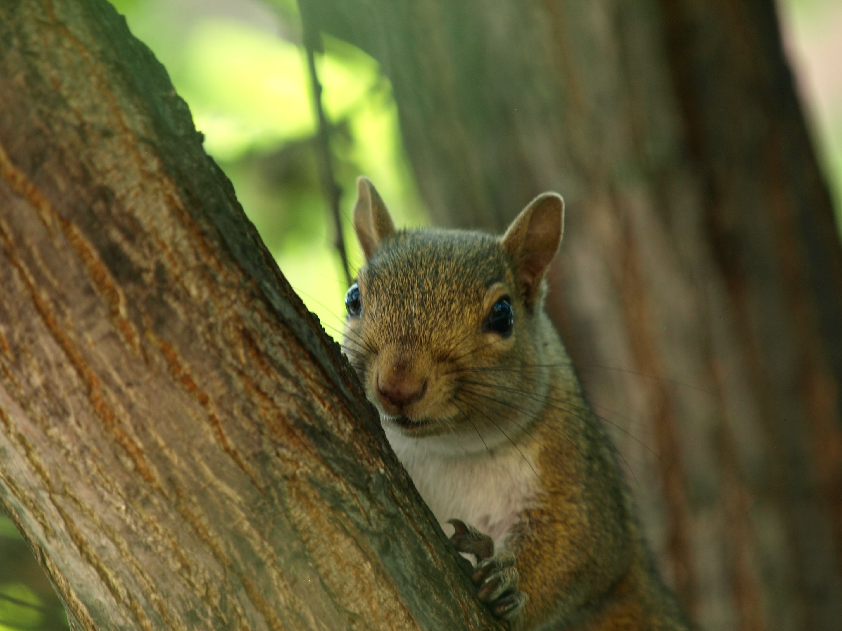 Squirrel Sunday - Secret Society Startup