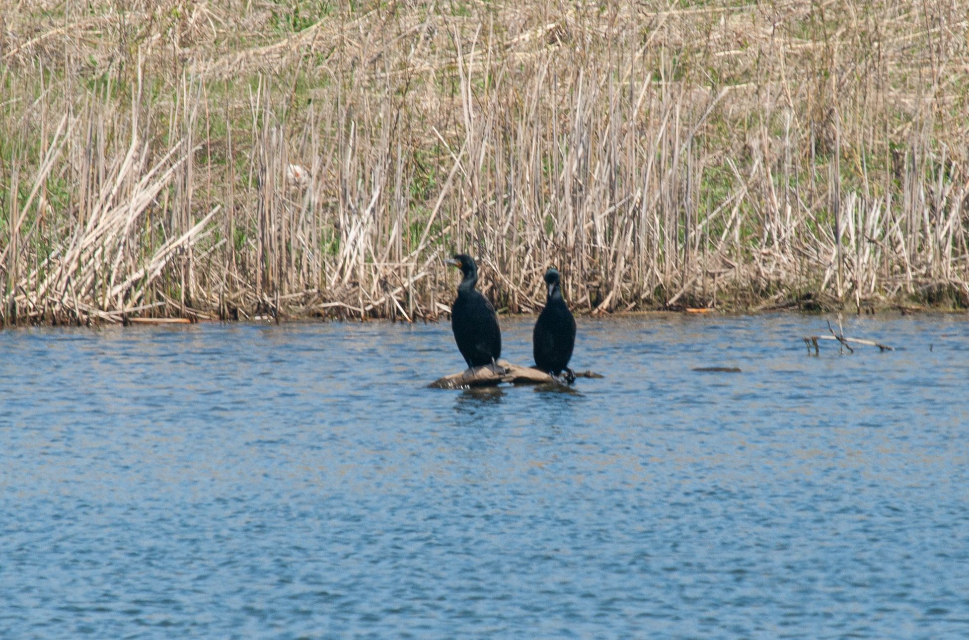 P1011337 copy.jpg