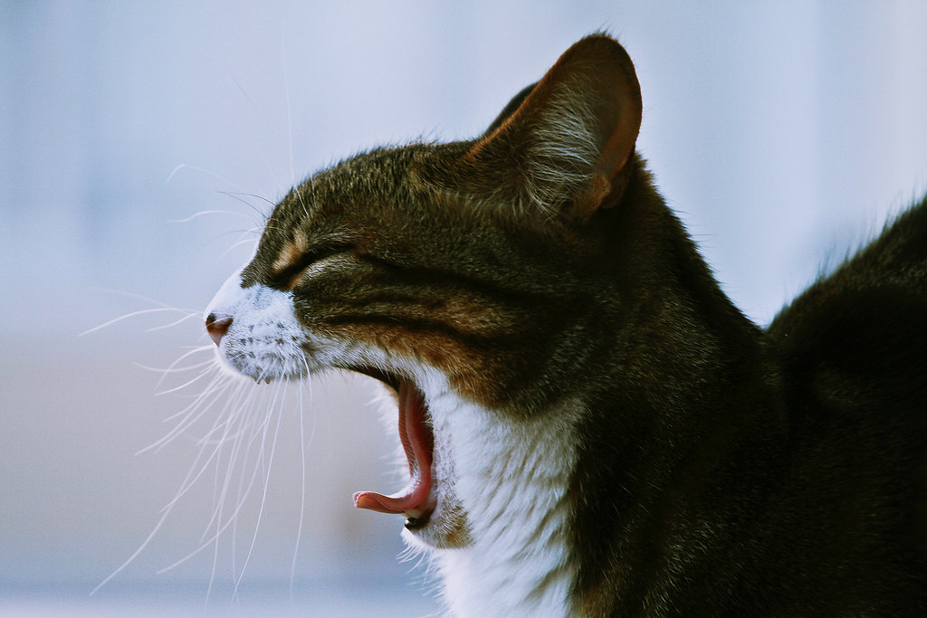 yawningcat.jpg