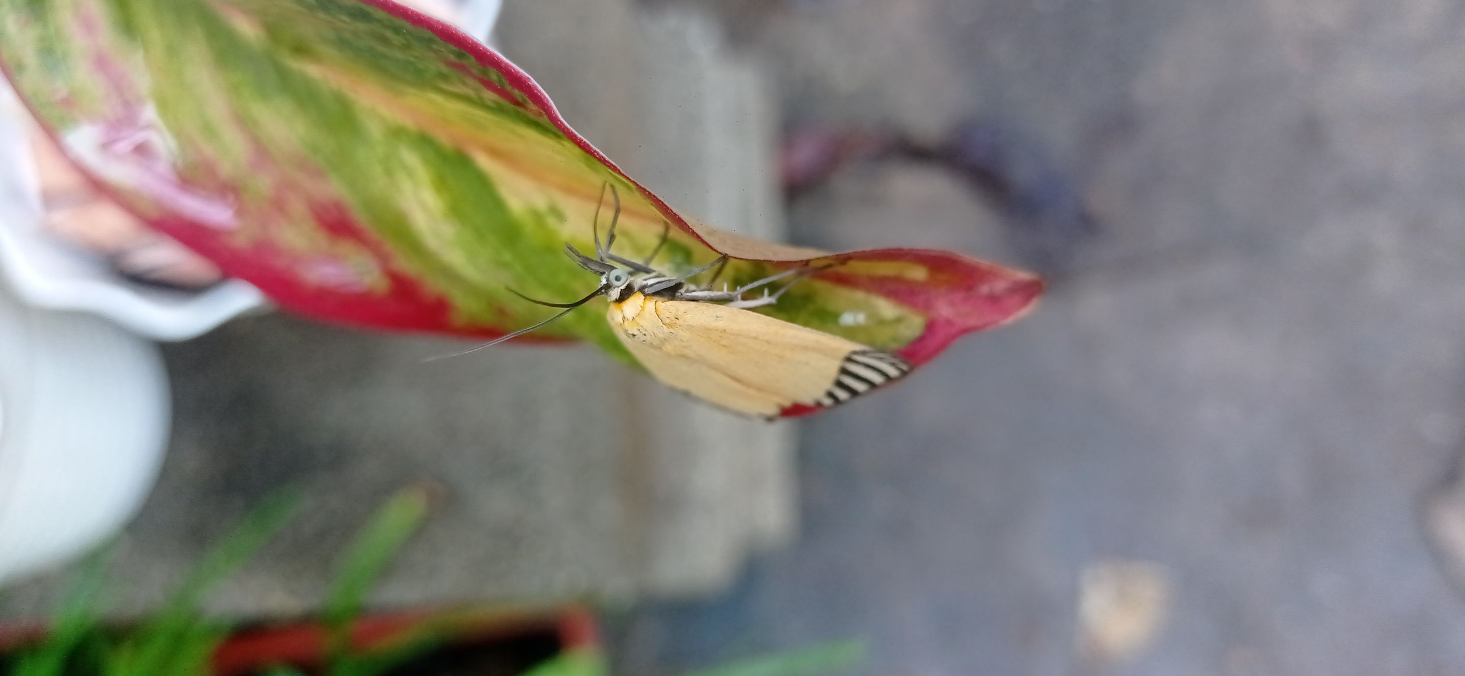 Mariposa (3).jpg