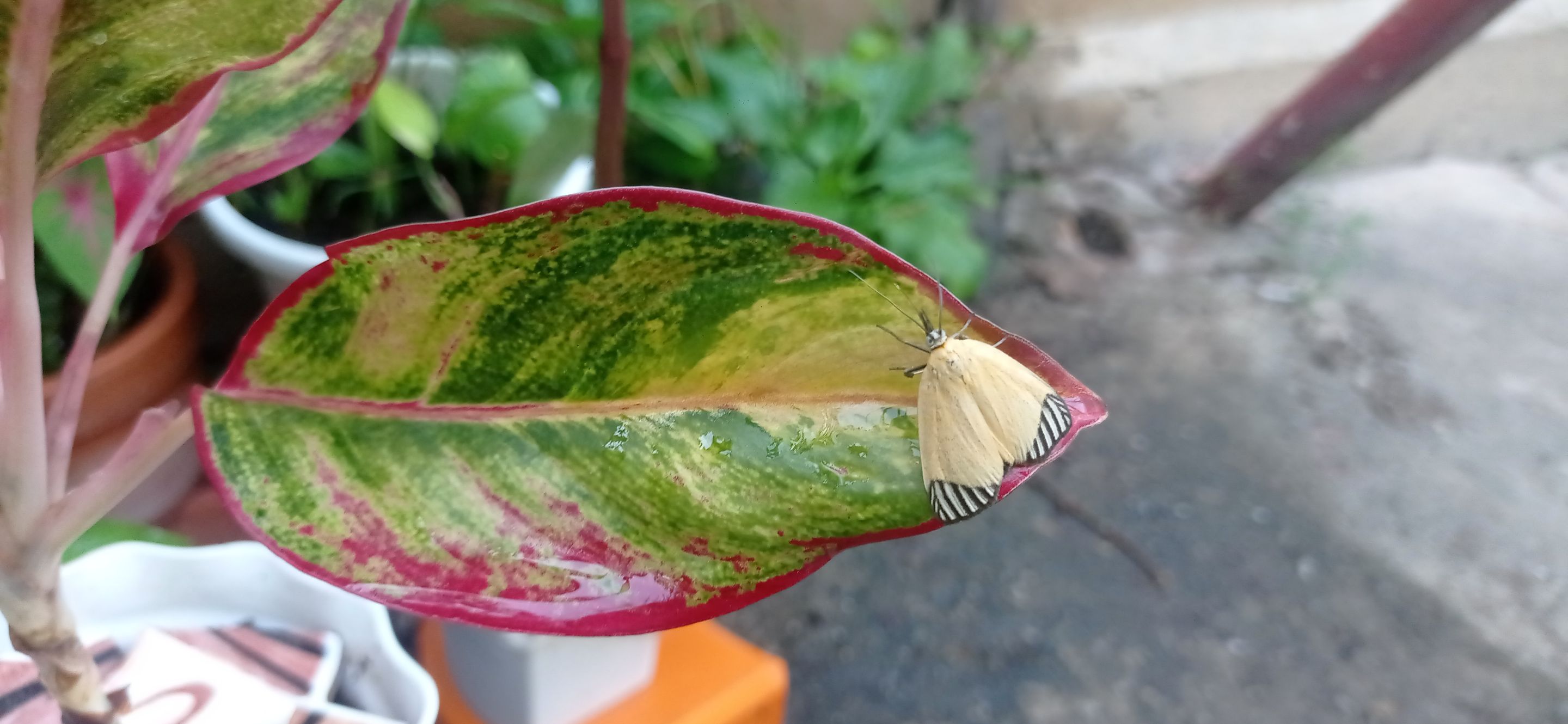 Mariposa (1).jpg