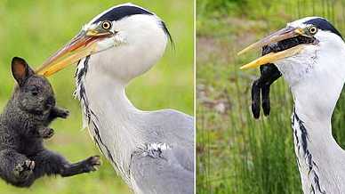 reiger.jpg