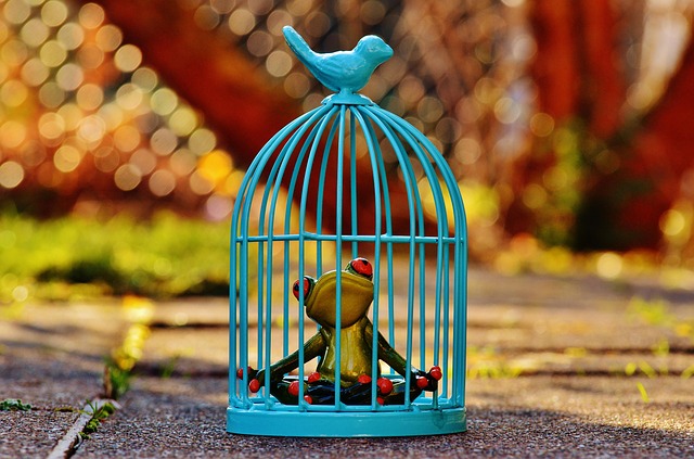 frog-1247180_640.jpg