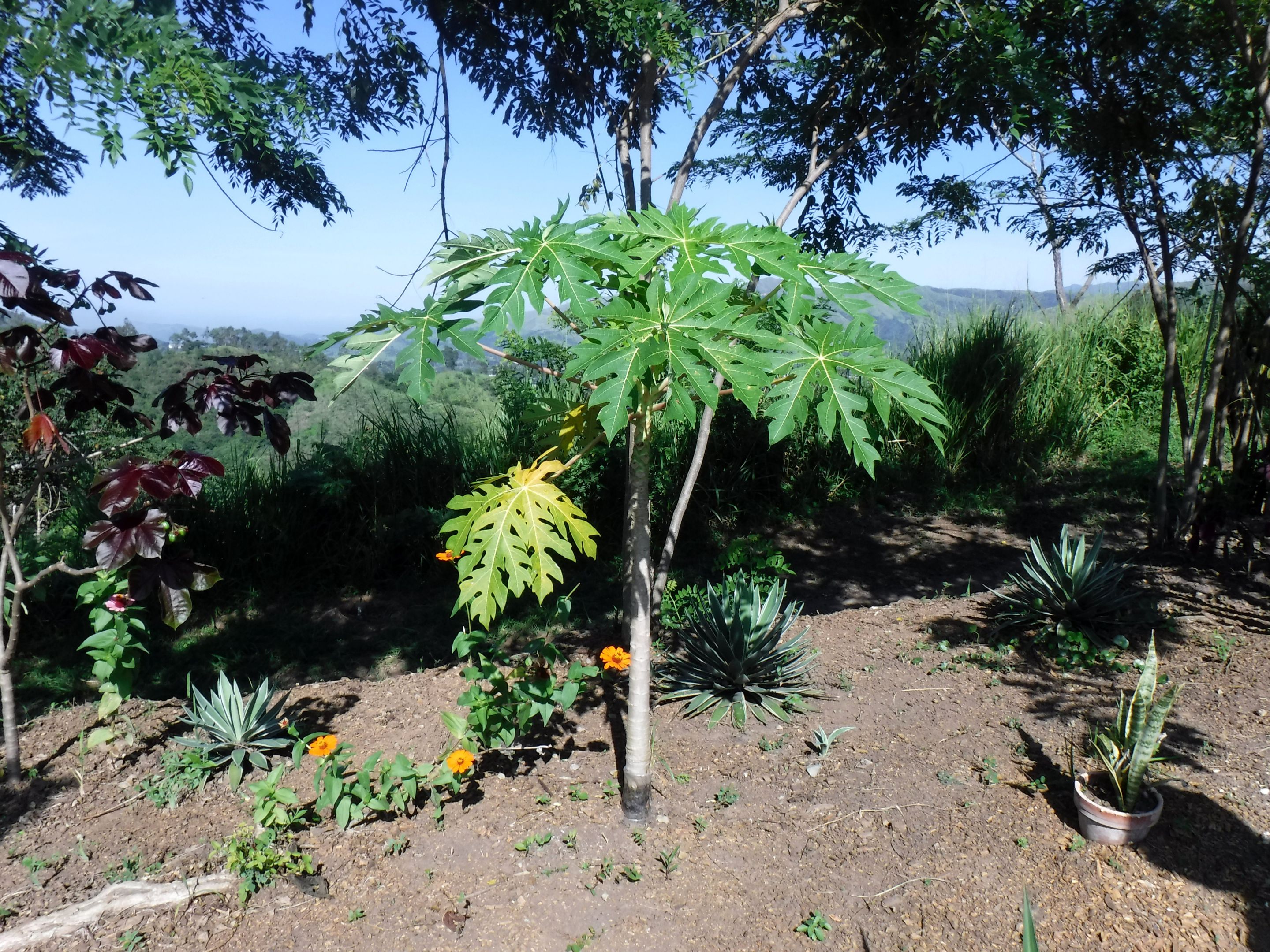 DSCF8353.JPG