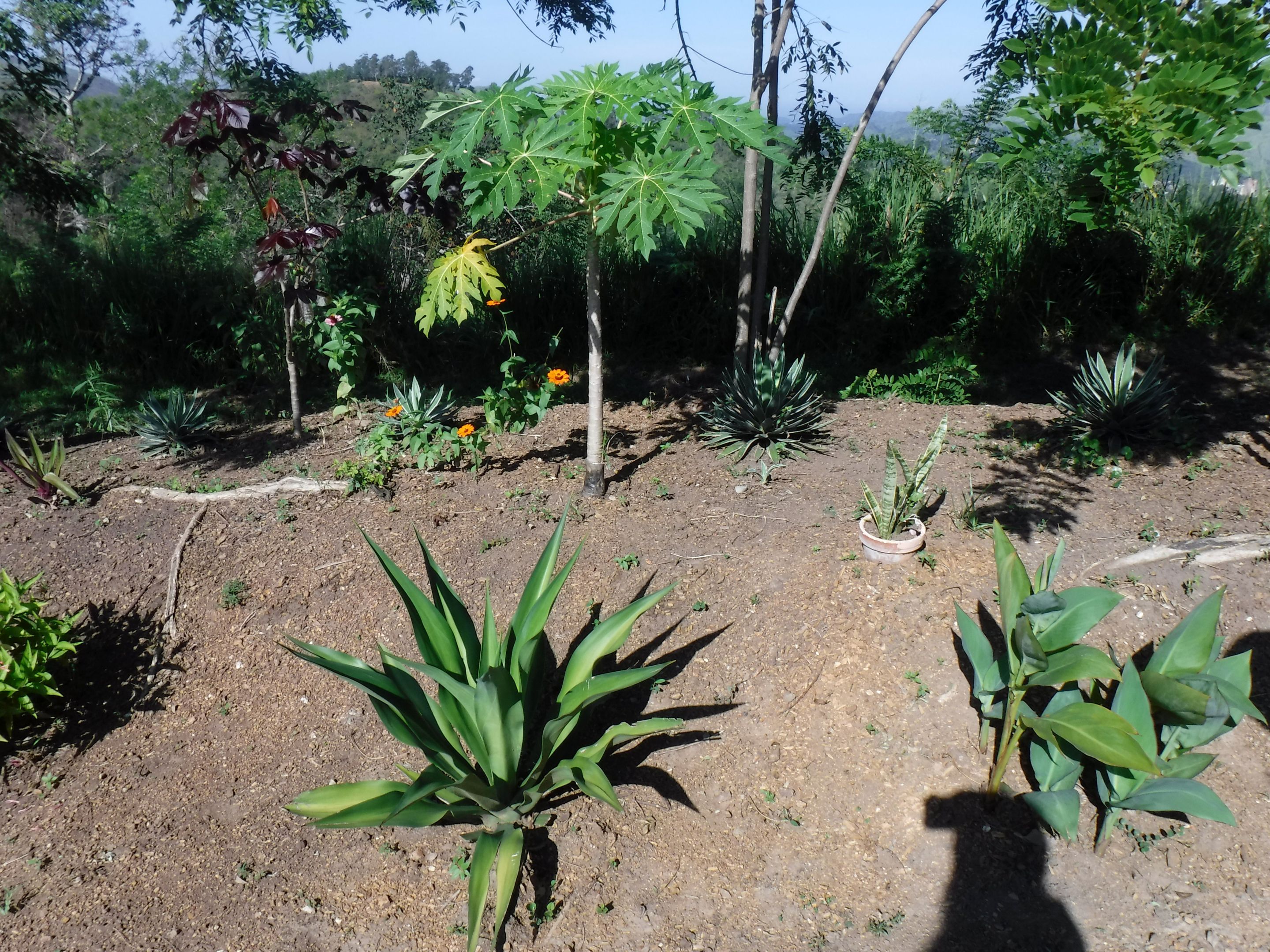 DSCF8352.JPG