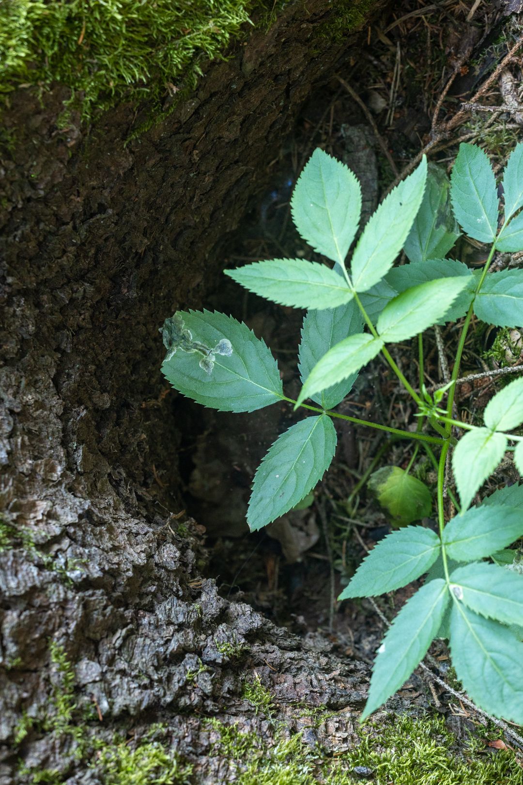 IL5A9885.jpg