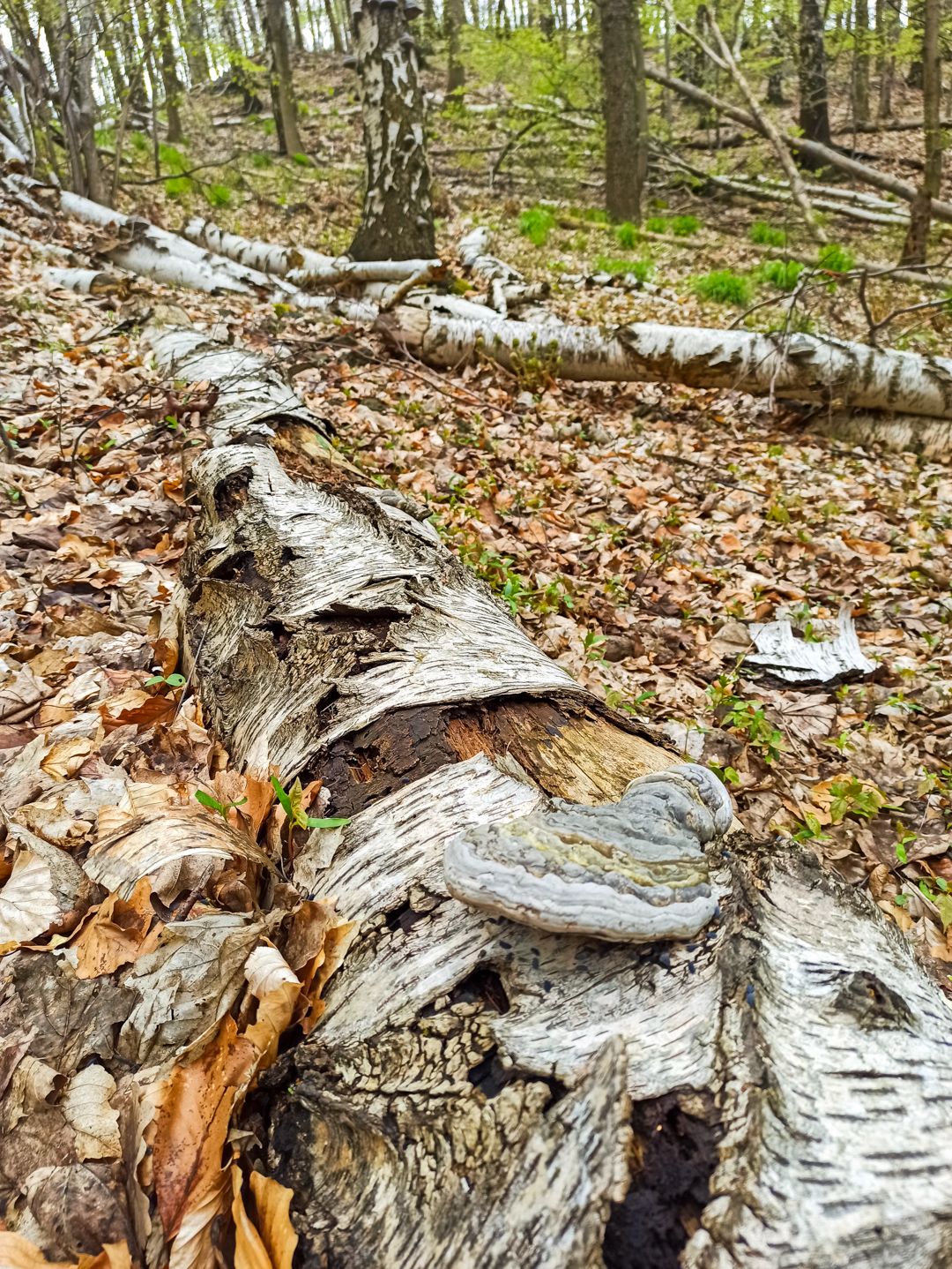 IMG_20230503_093158.jpg