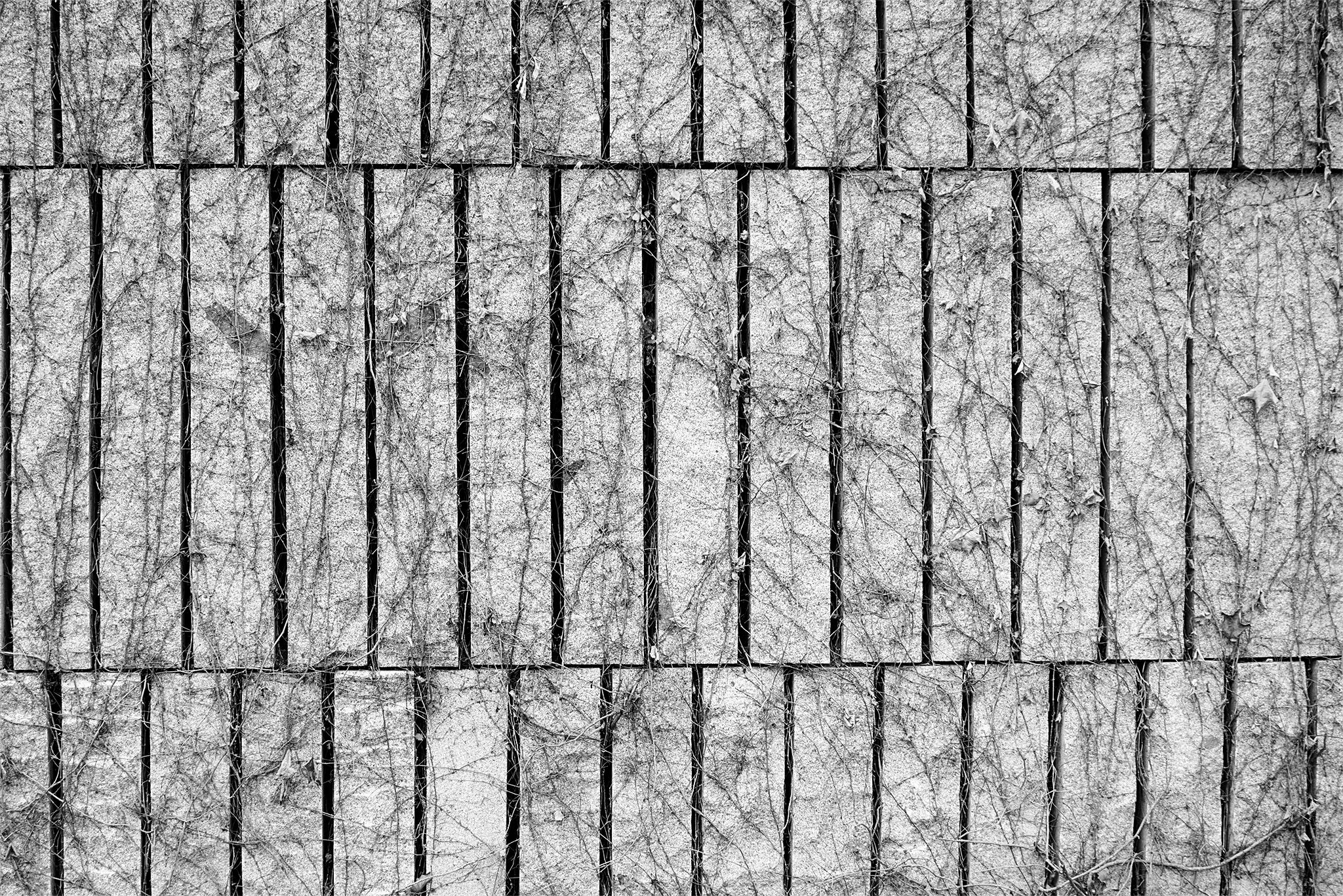 Enredadera_1 copia.jpg