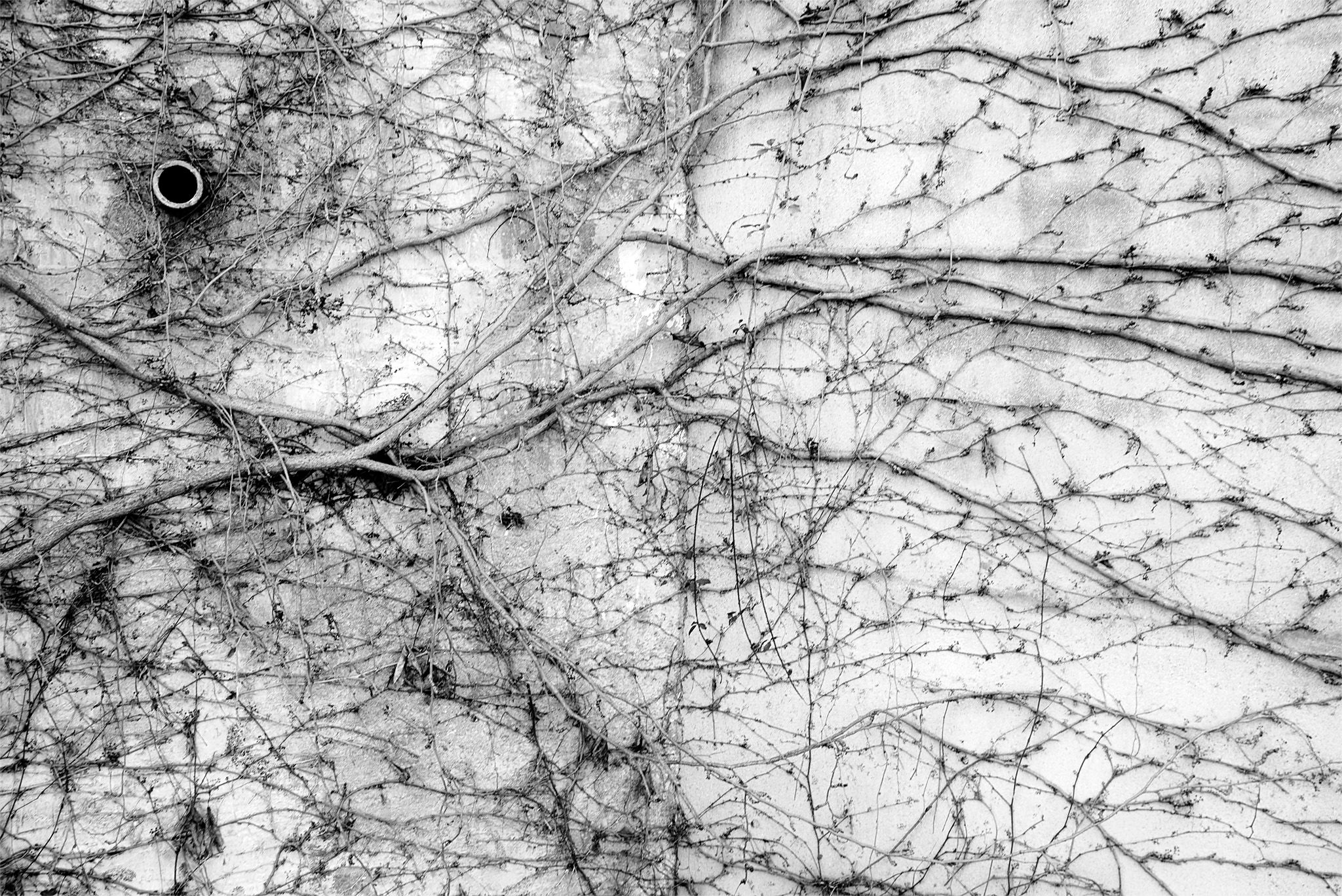 Enredaderas_3 copia.jpg