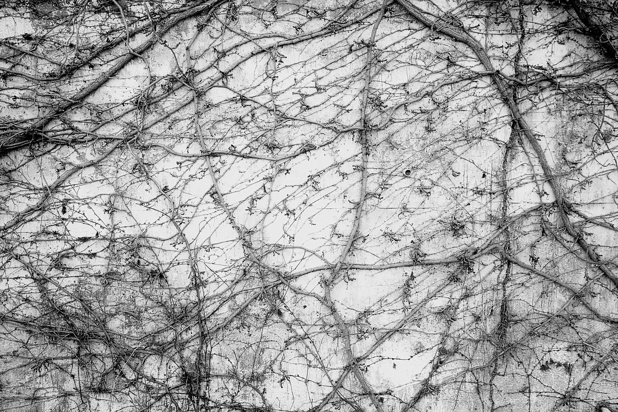 Enredaderas_8 copia.jpg