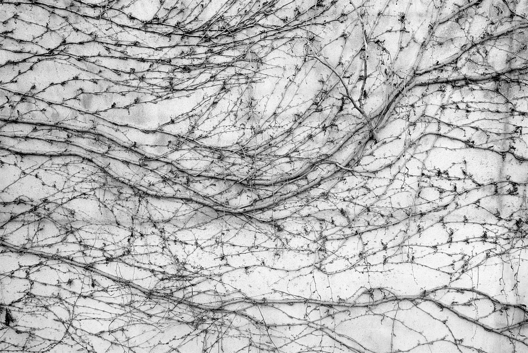 Enredaderas_2 copia.jpg