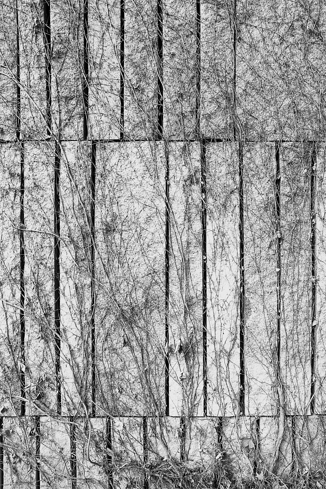 Enredadera_madrid_río_7 copia.jpg