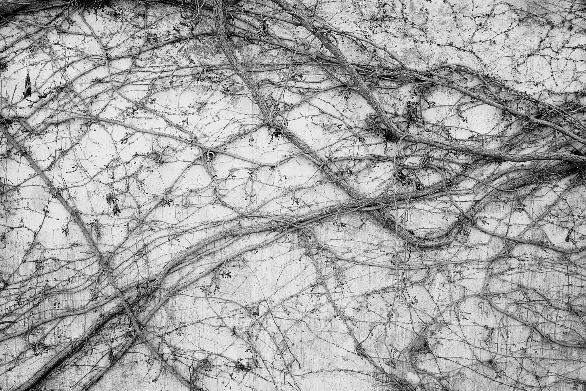 Enredaderas_7 copia.jpg