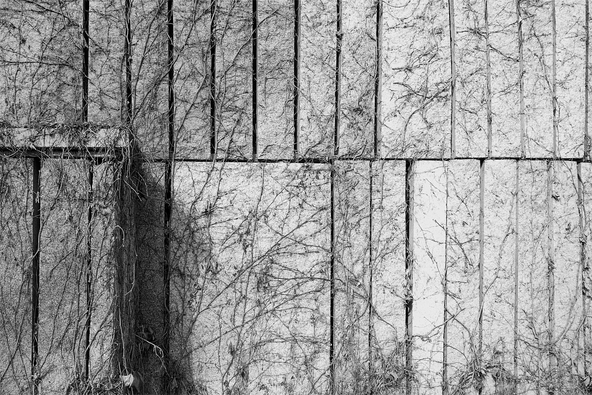 Enredadera_madrid_río_4 copia.jpg