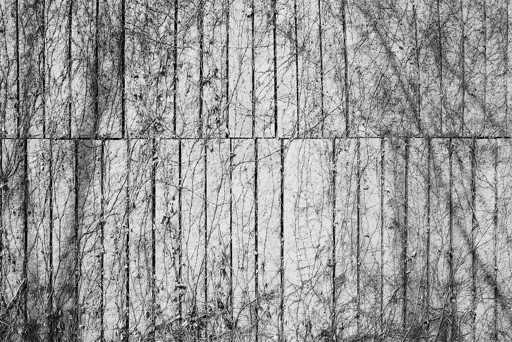 Enredadera_madrid_río_6 copia.jpg