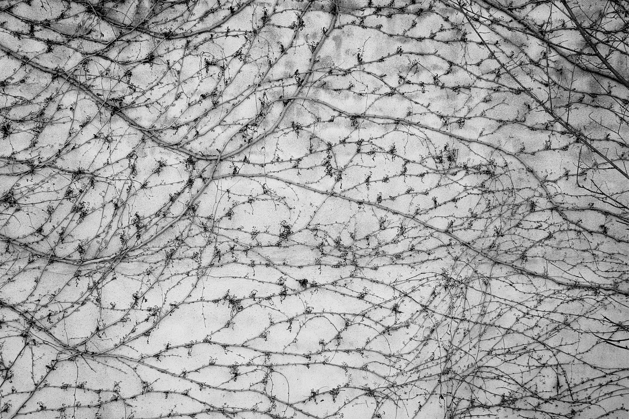 Enredaderas_1 copia.jpg