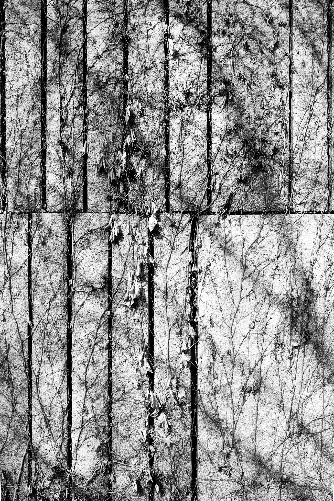 Enredadera_madrid_río_5 copia.jpg