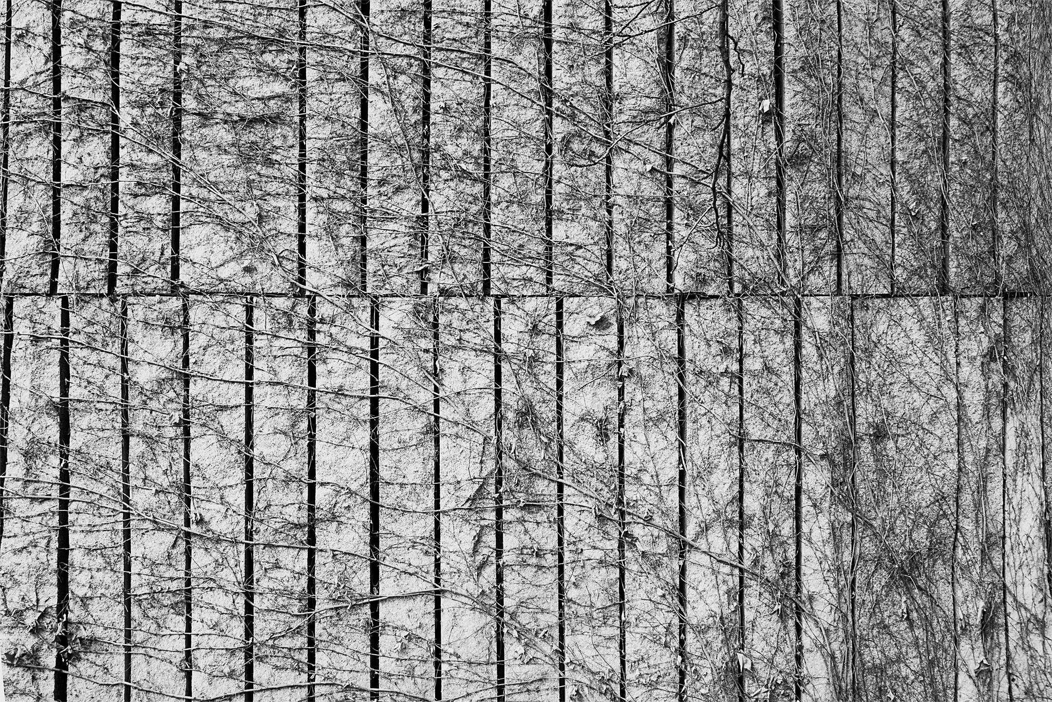 Enredadera_madrid_río_8 copia.jpg