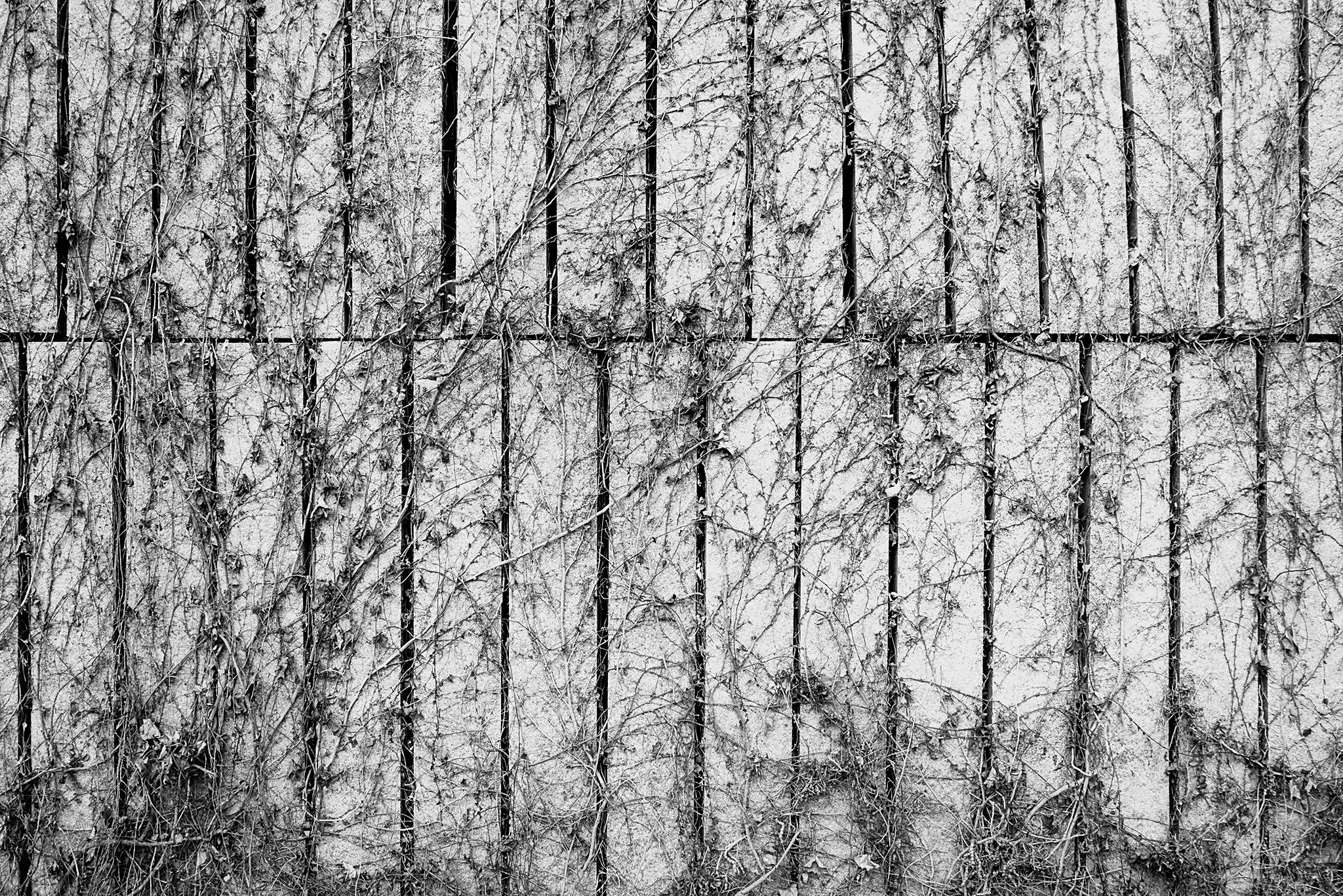 Enredadera_madrid_río_3 copia.jpg