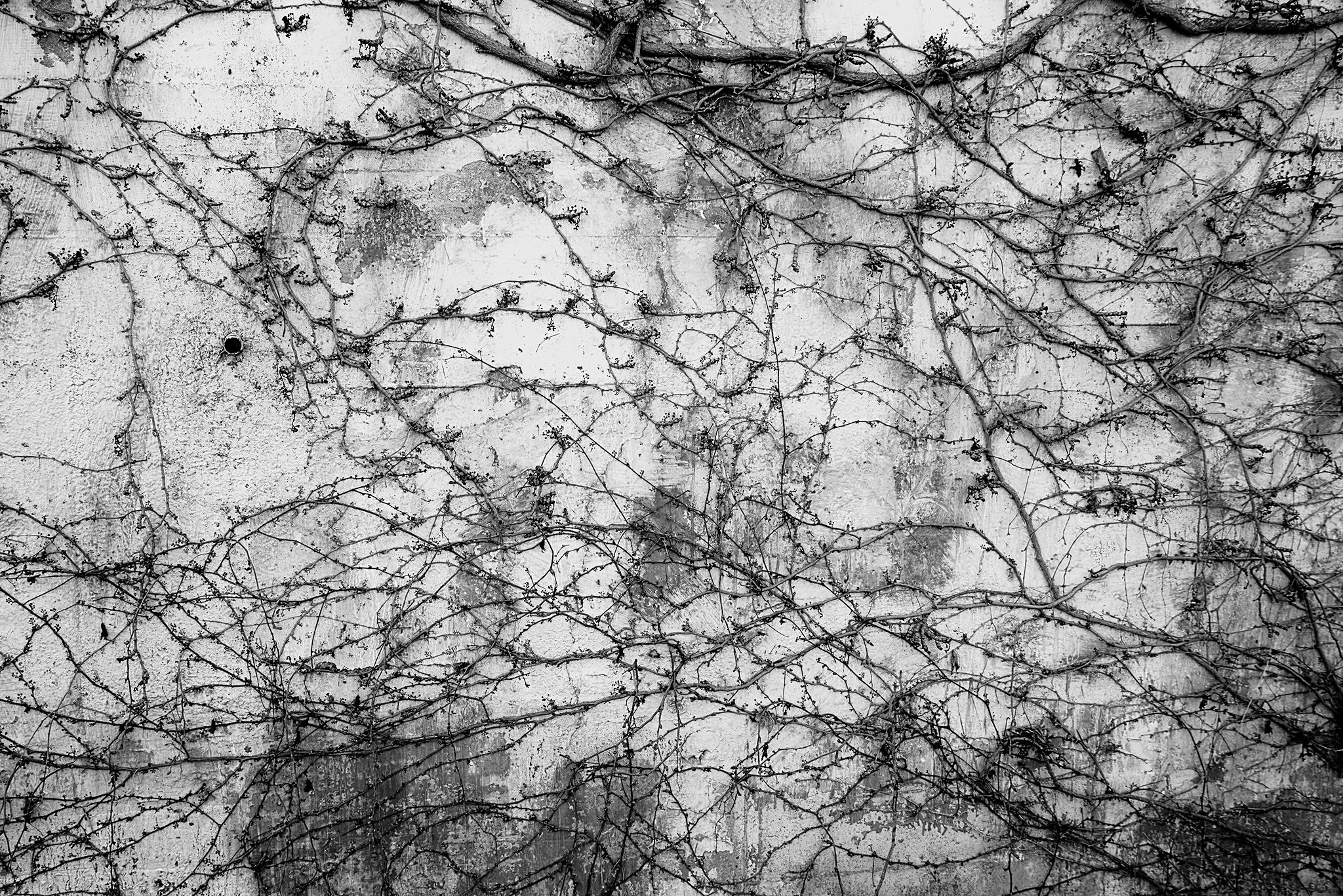 Enredaderas_9 copia.jpg