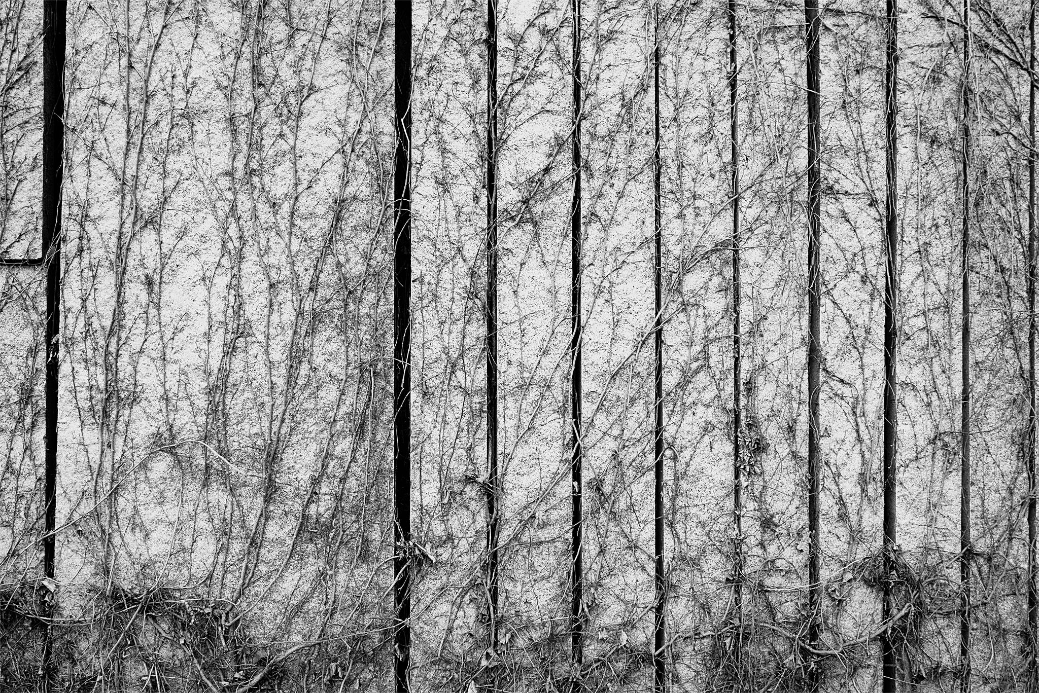 Enredadera_madrid_río_2 copia.jpg