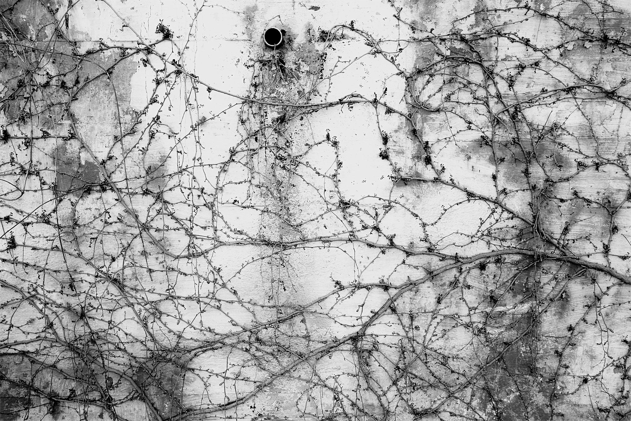 Enredaderas_10 copia.jpg